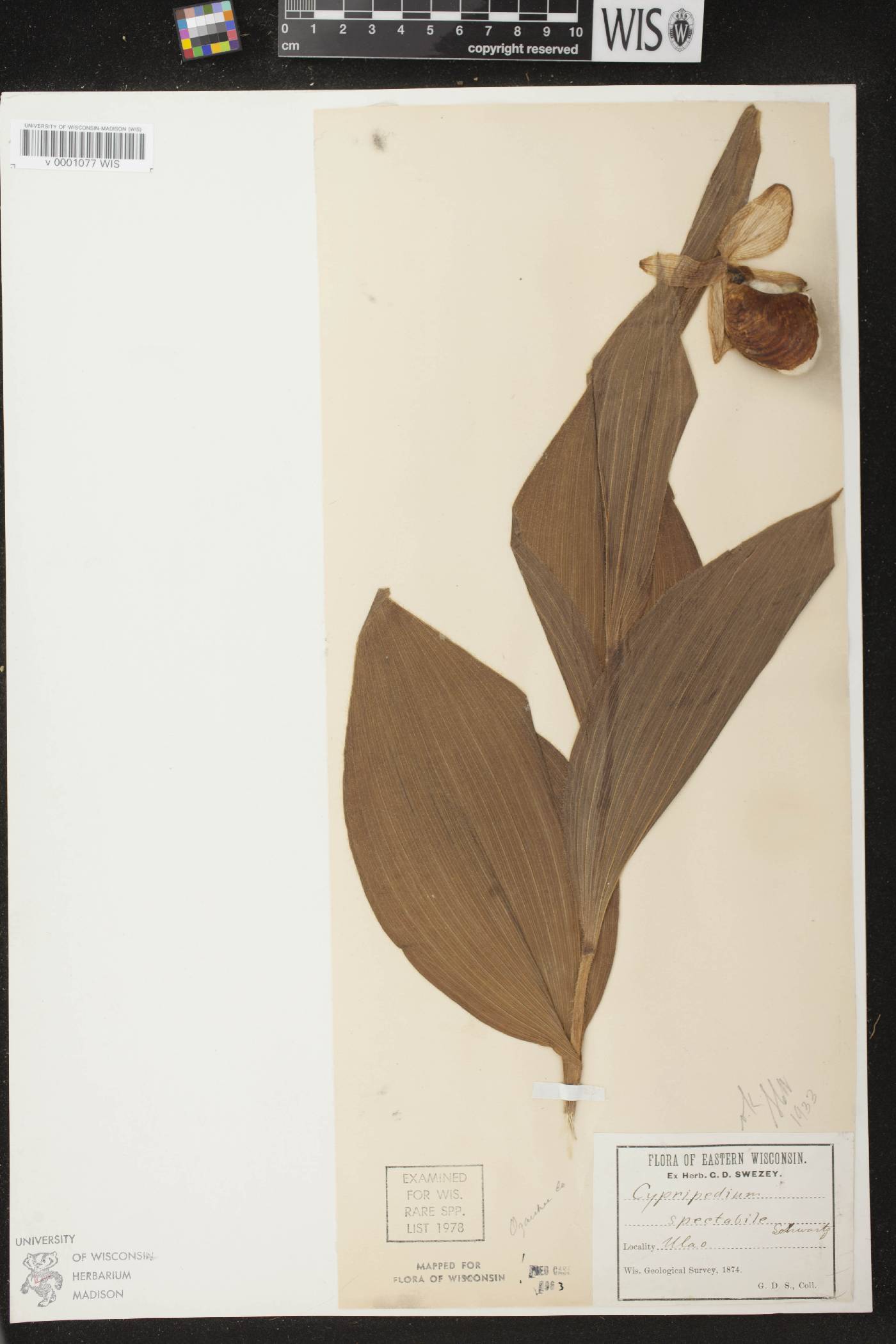 Cypripedium reginae image