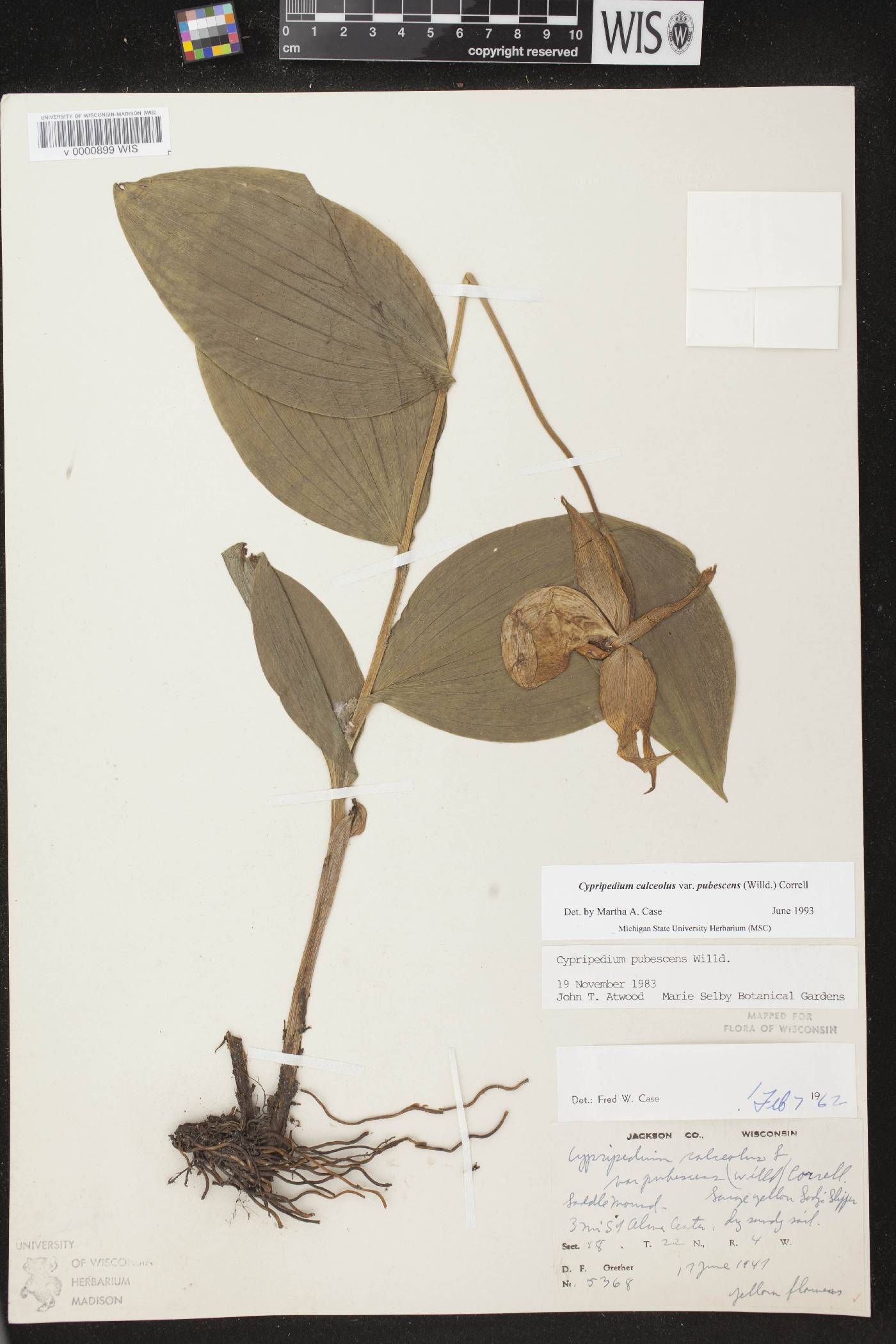 Cypripedium parviflorum var. pubescens image