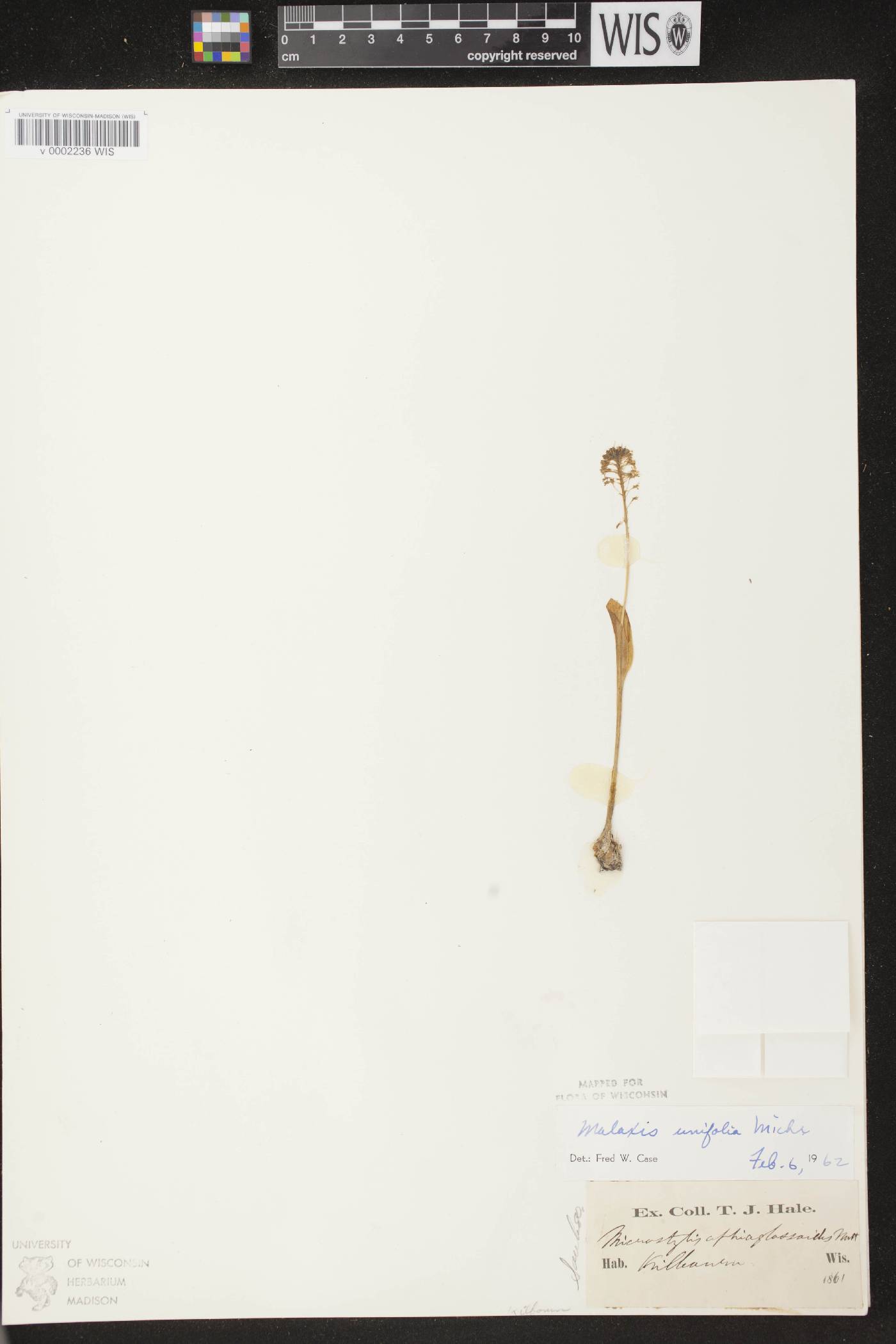 Malaxis unifolia image