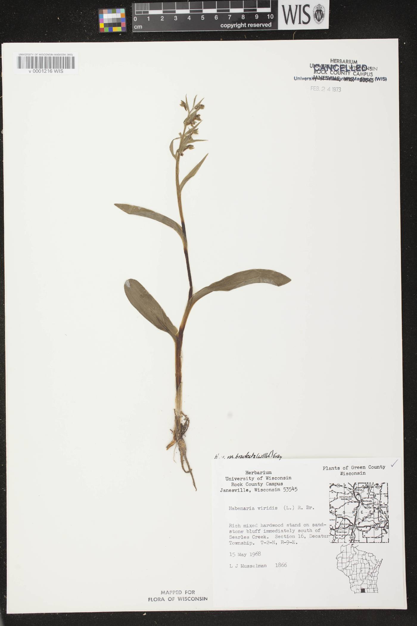 Coeloglossum viride var. virescens image