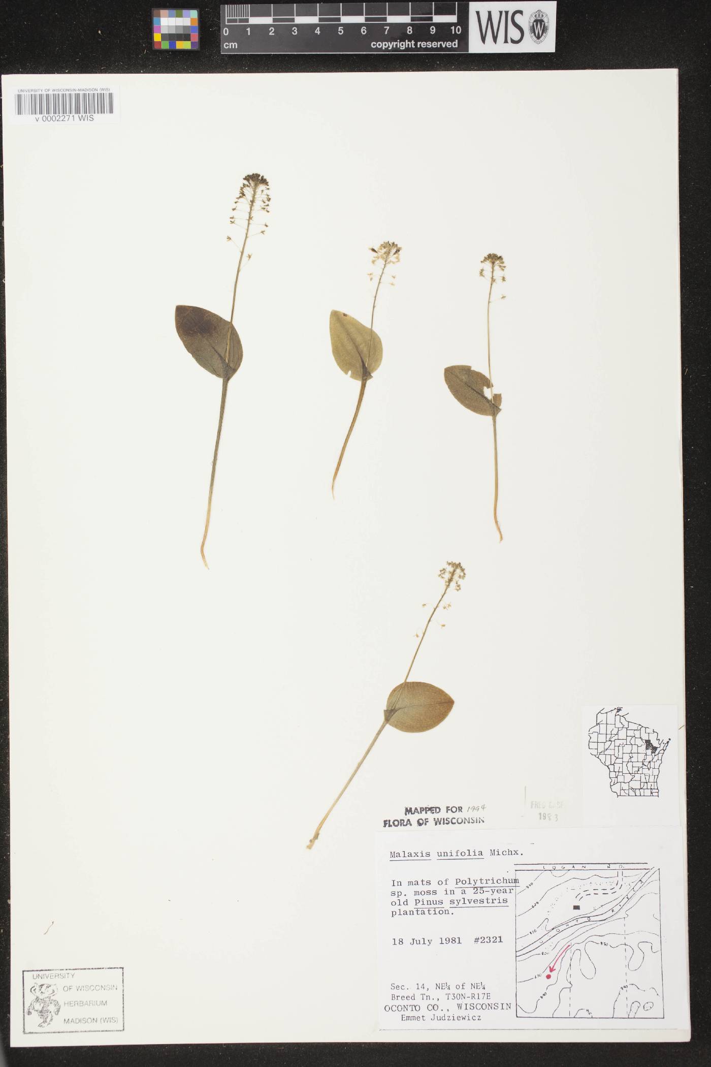 Malaxis unifolia image