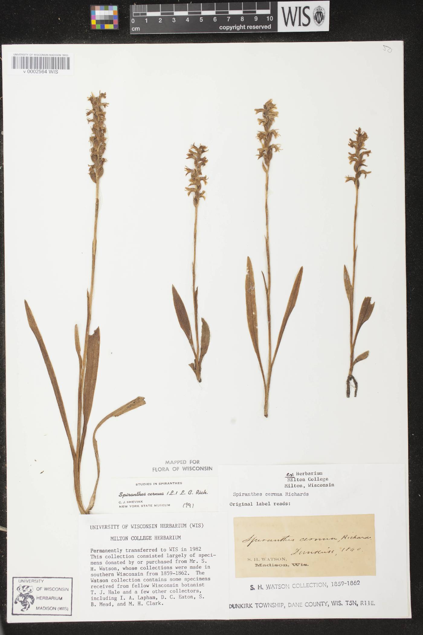 Spiranthes cernua image