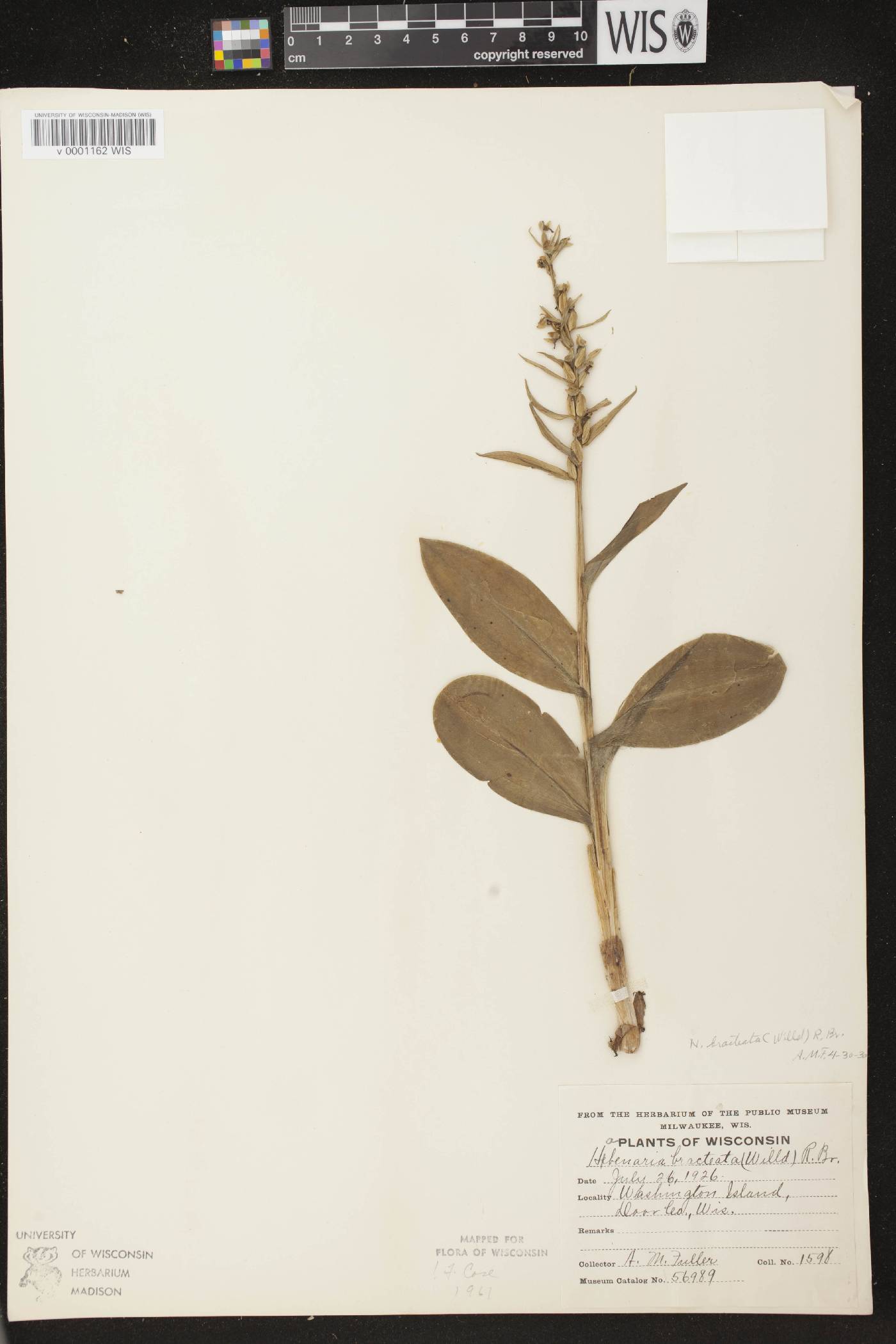 Coeloglossum viride var. virescens image