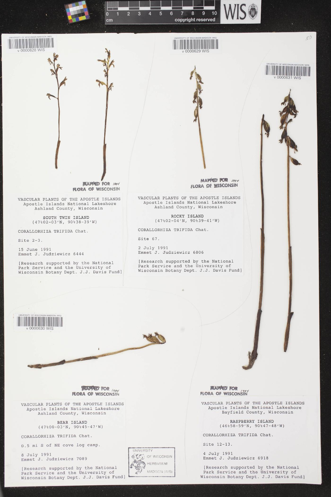 Corallorhiza trifida image