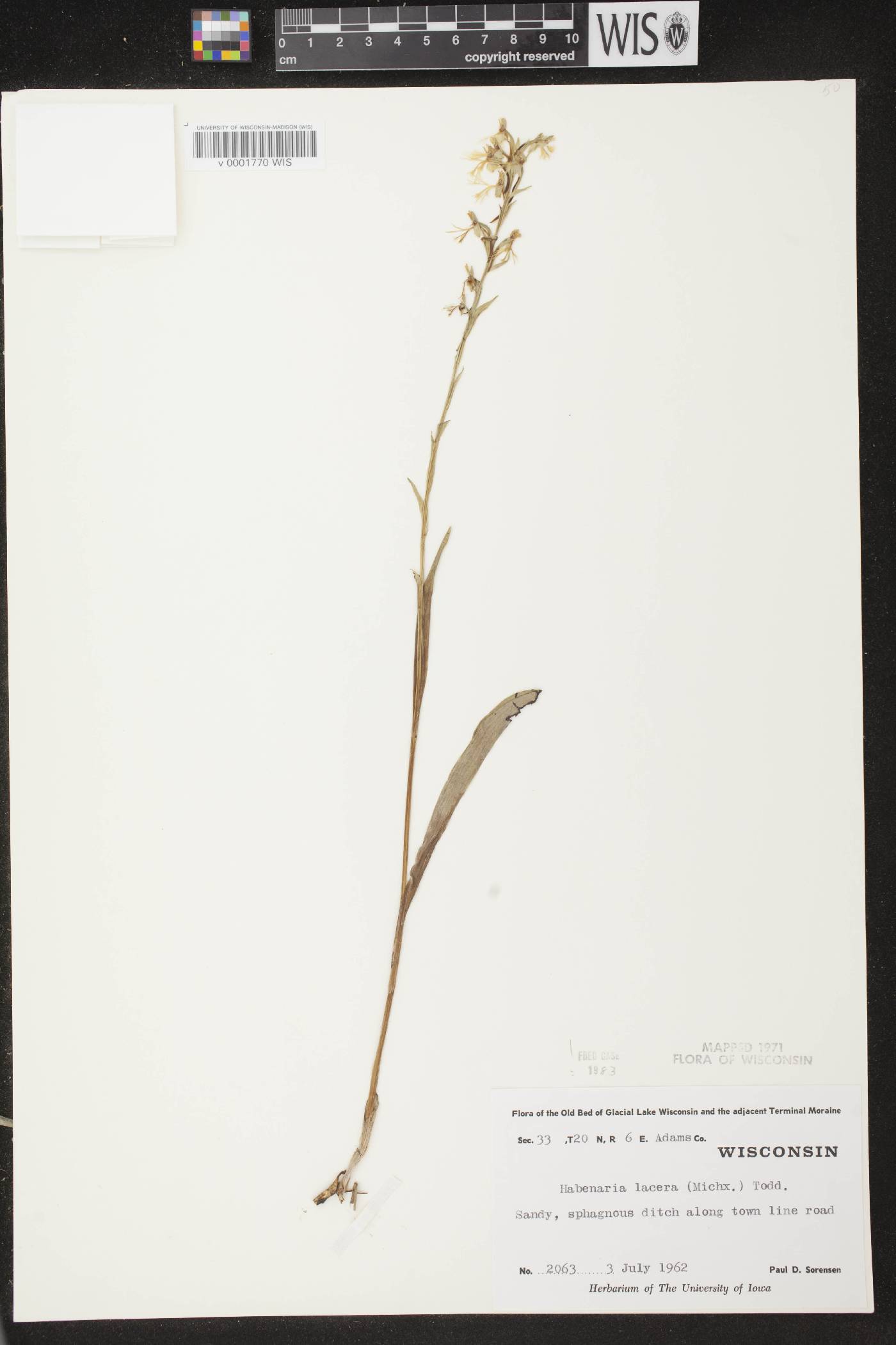 Platanthera lacera image