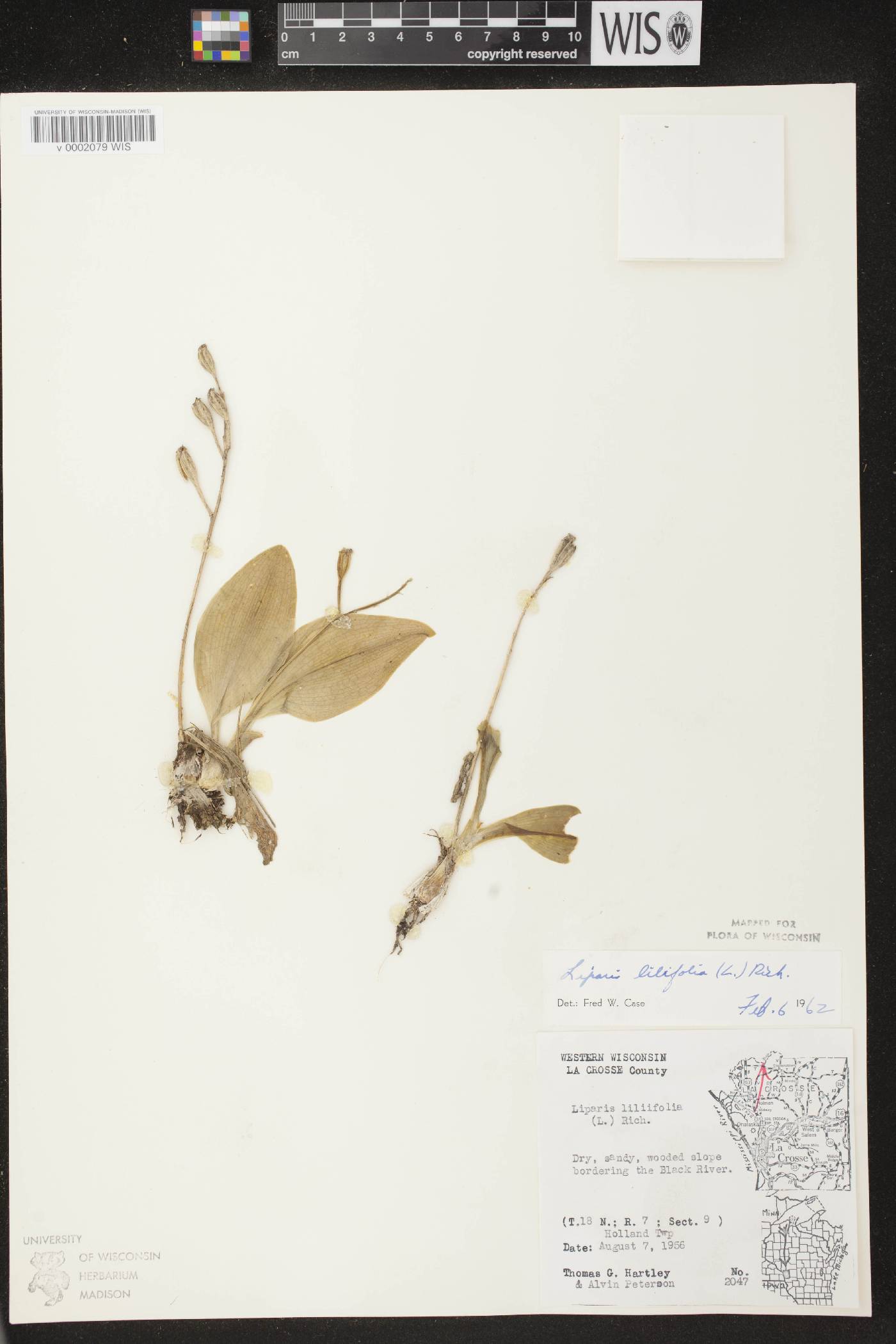 Liparis liliifolia image