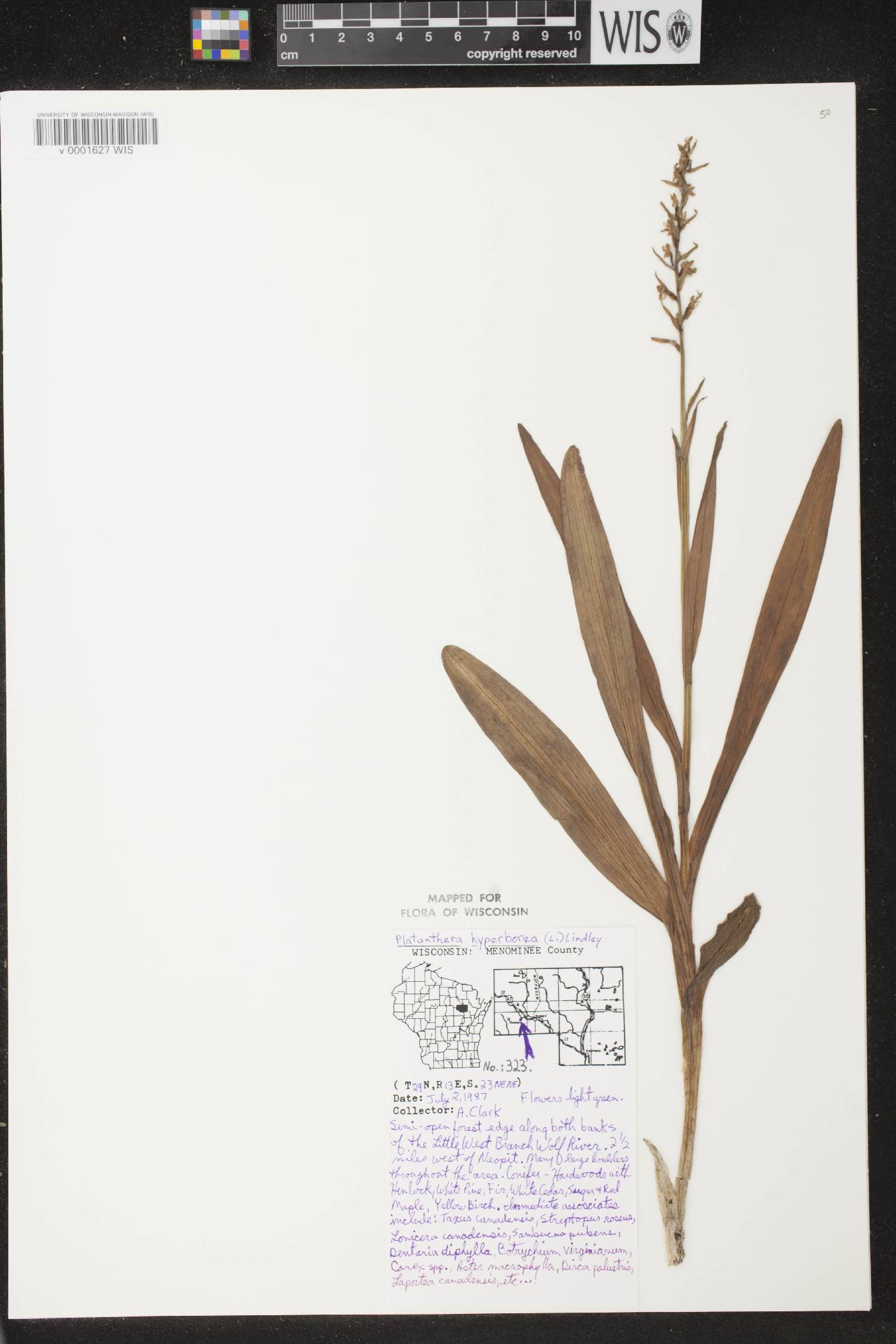 Platanthera huronensis image