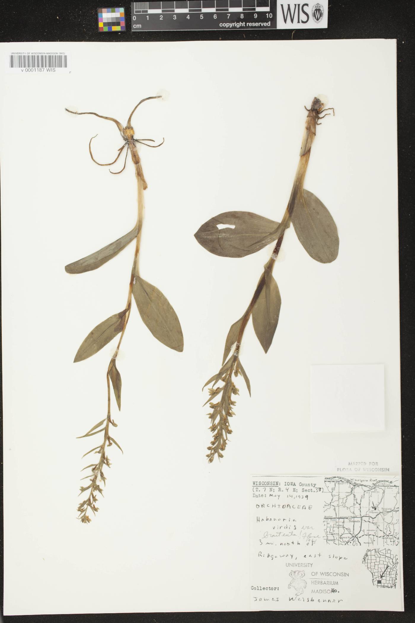 Coeloglossum viride var. virescens image