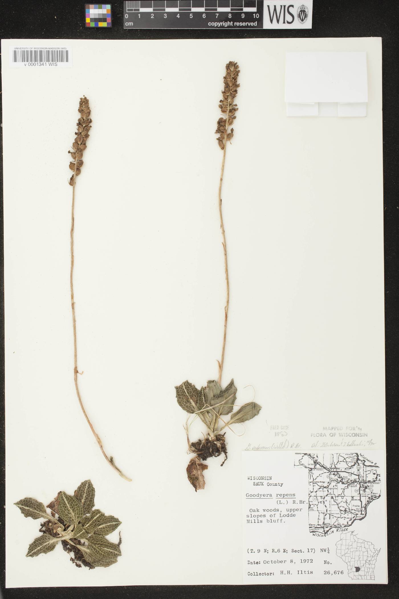 Goodyera pubescens image