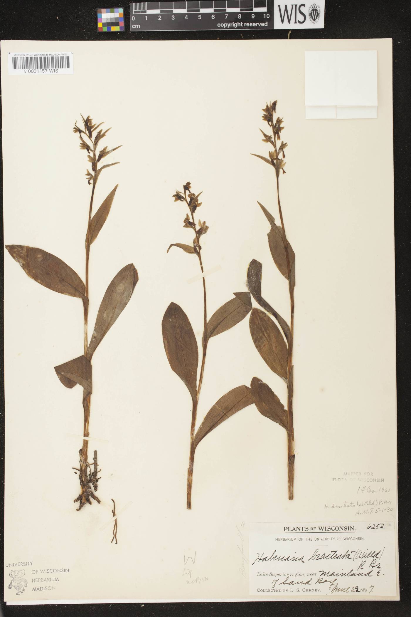 Coeloglossum viride var. virescens image