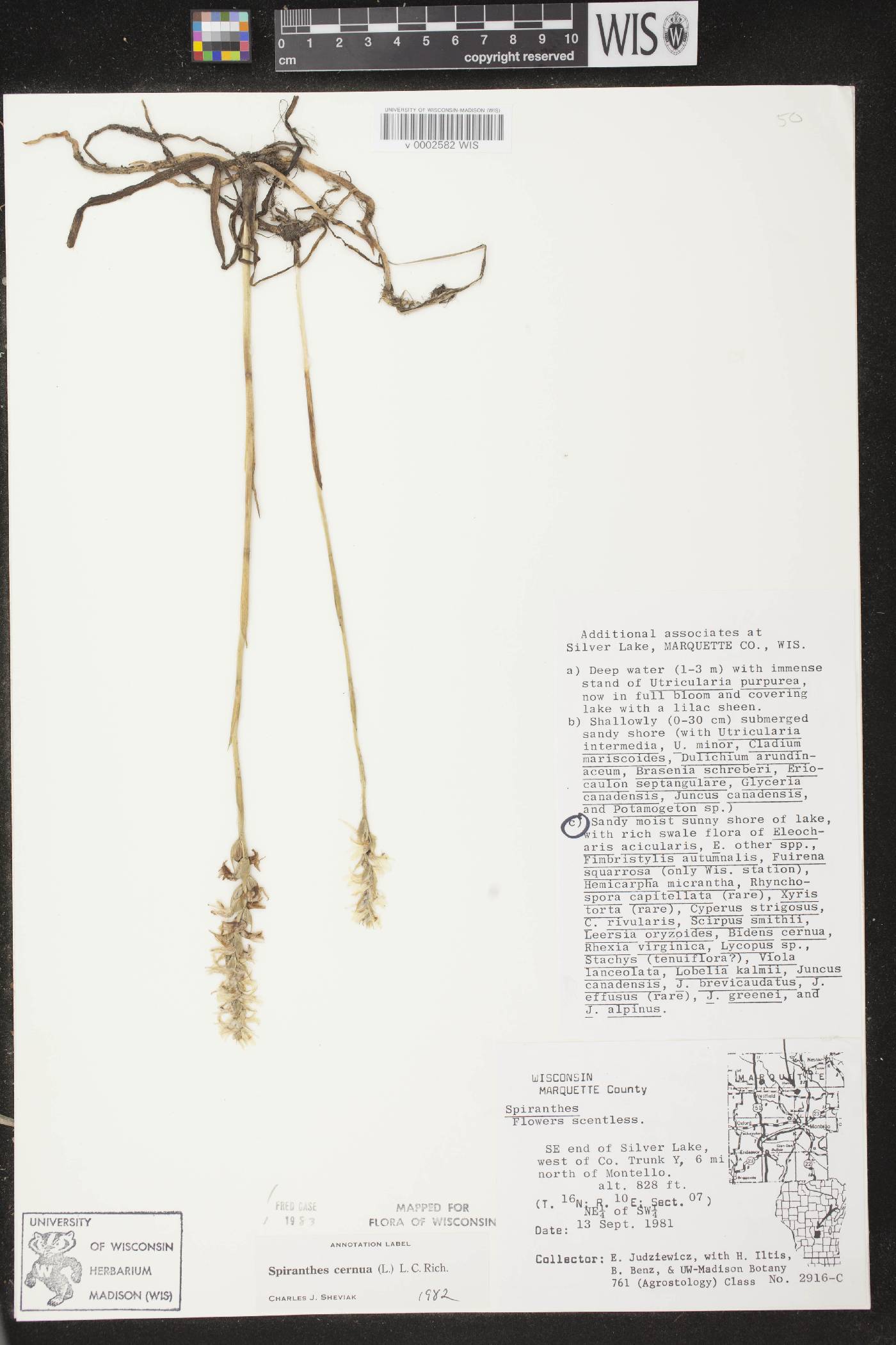 Spiranthes cernua image