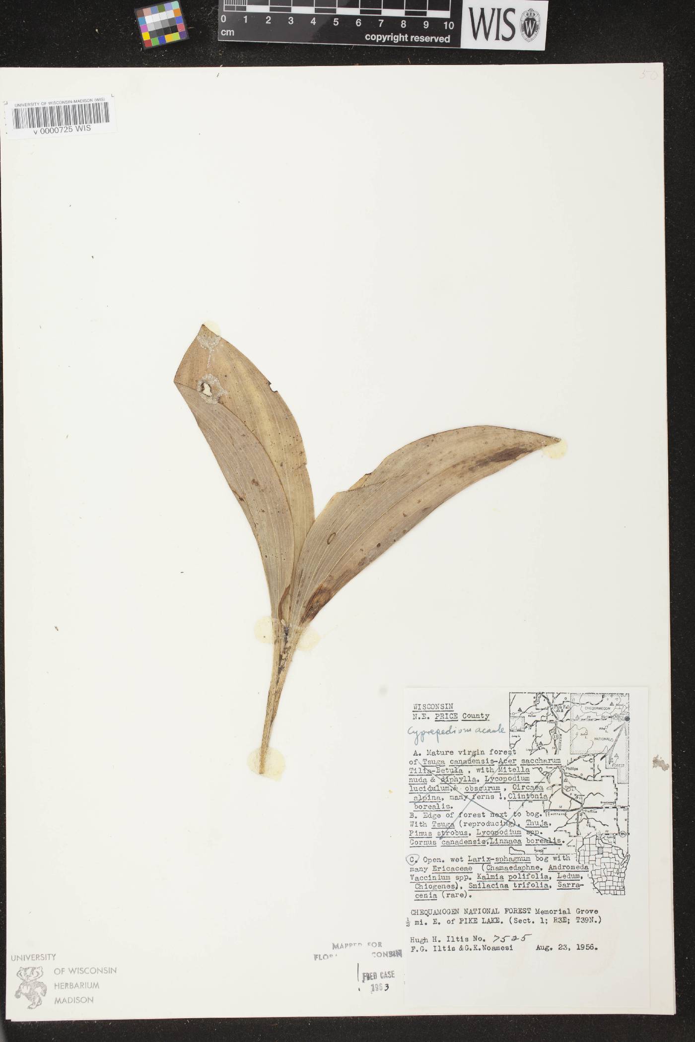 Cypripedium acaule image