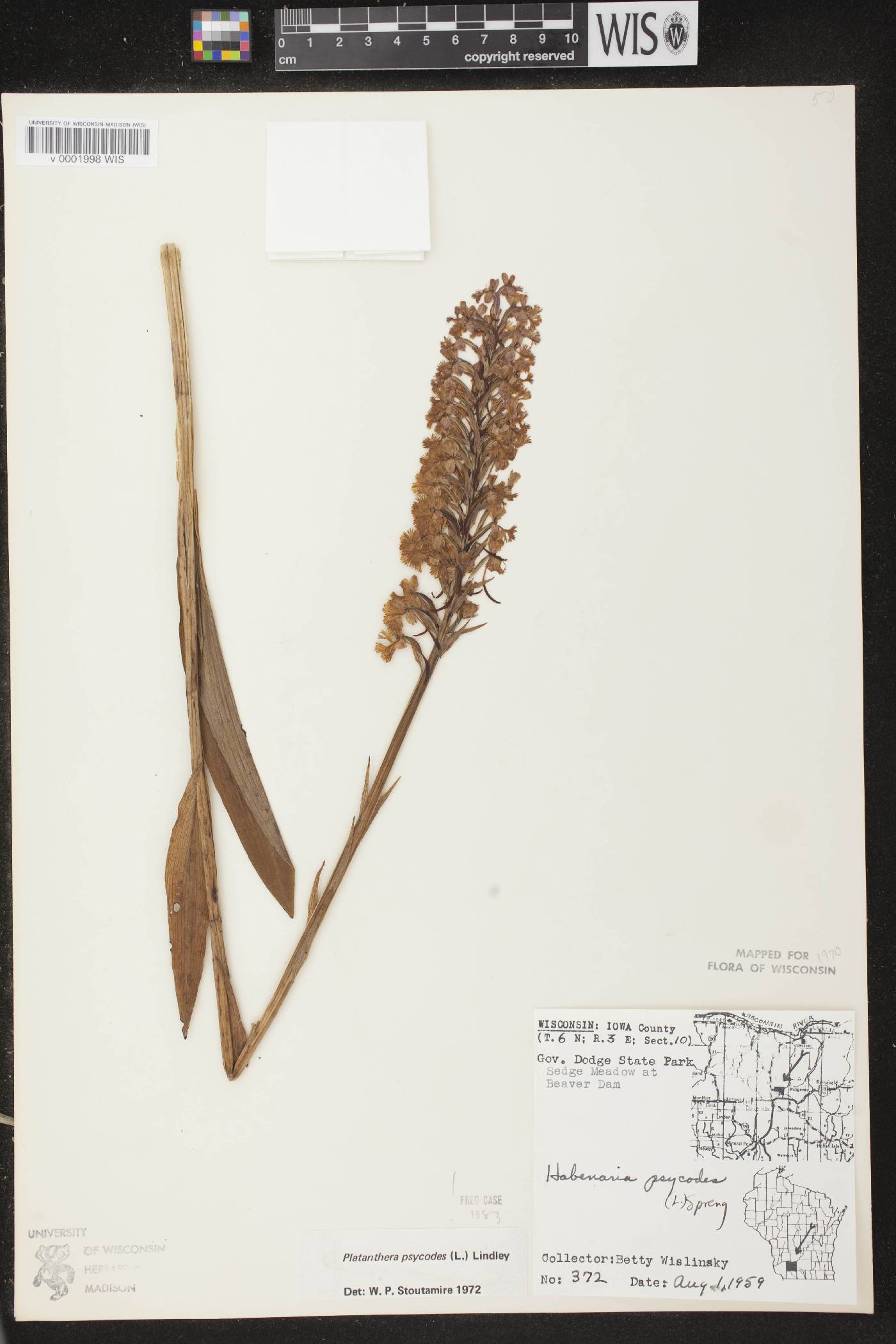 Platanthera psycodes image