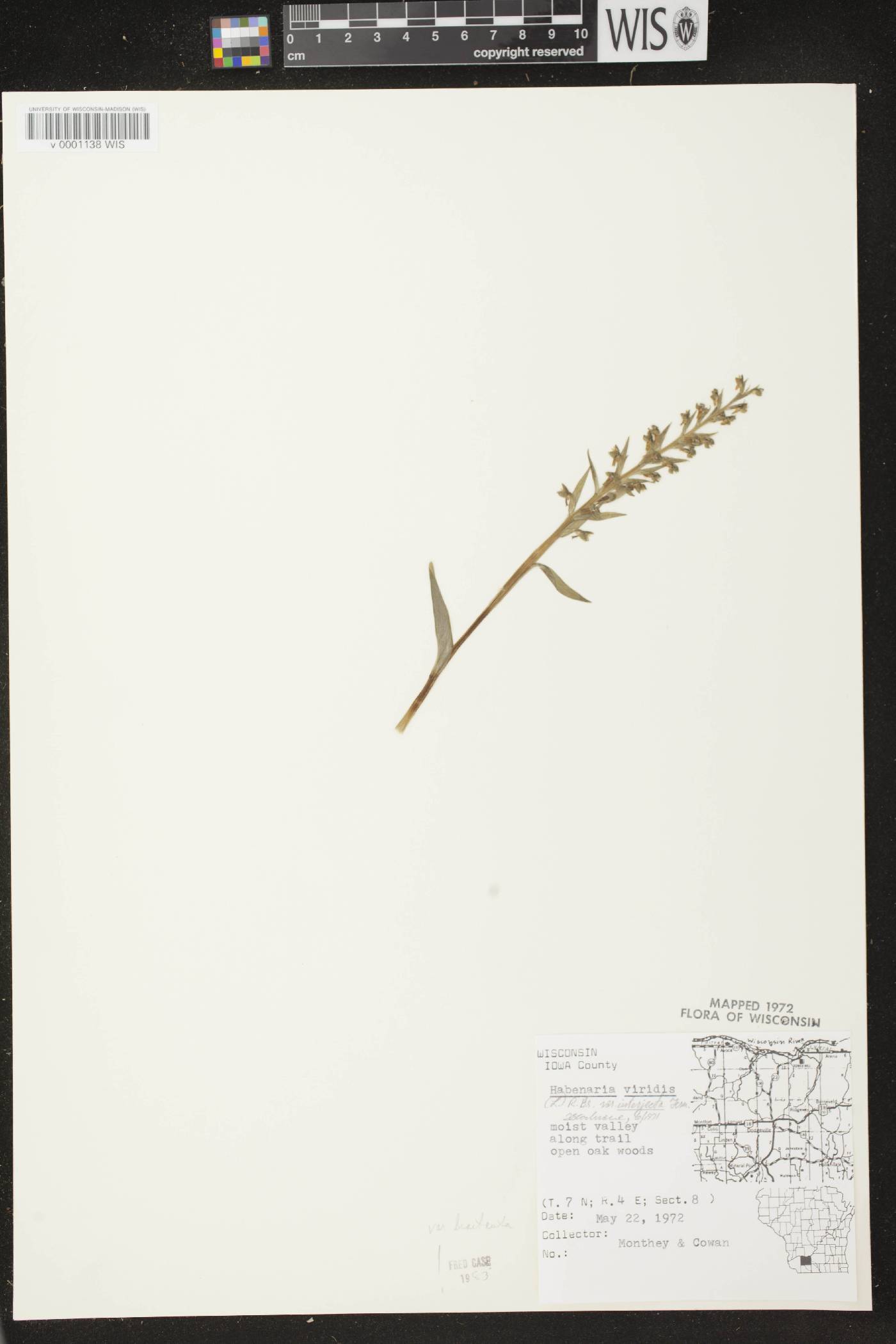 Coeloglossum viride var. virescens image