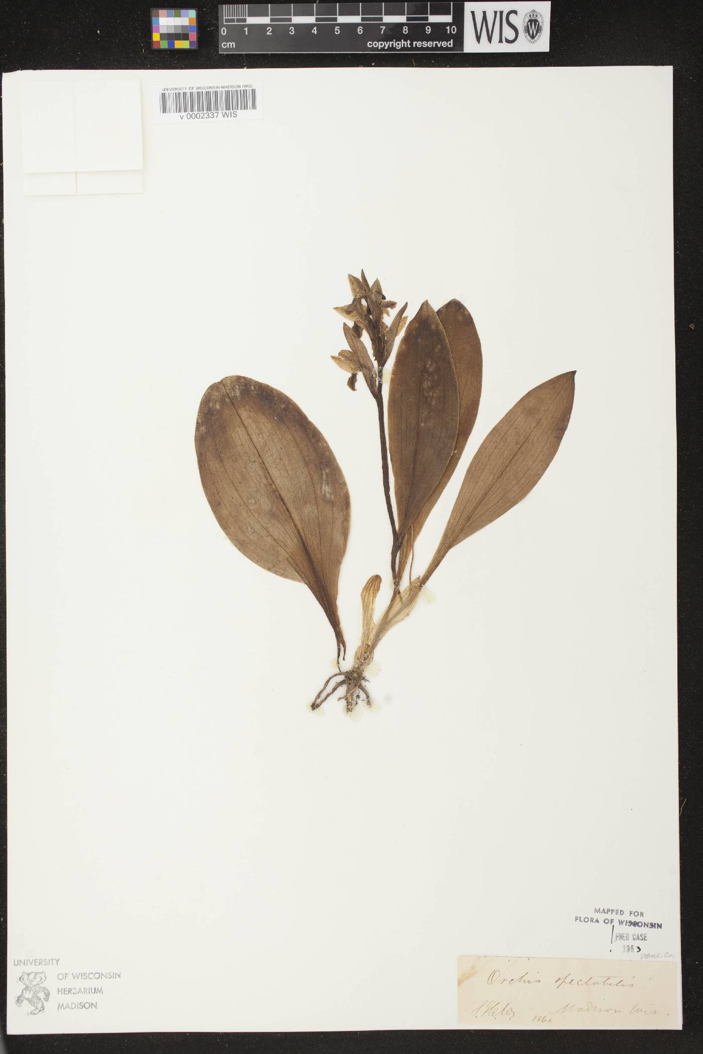 Galearis spectabilis image