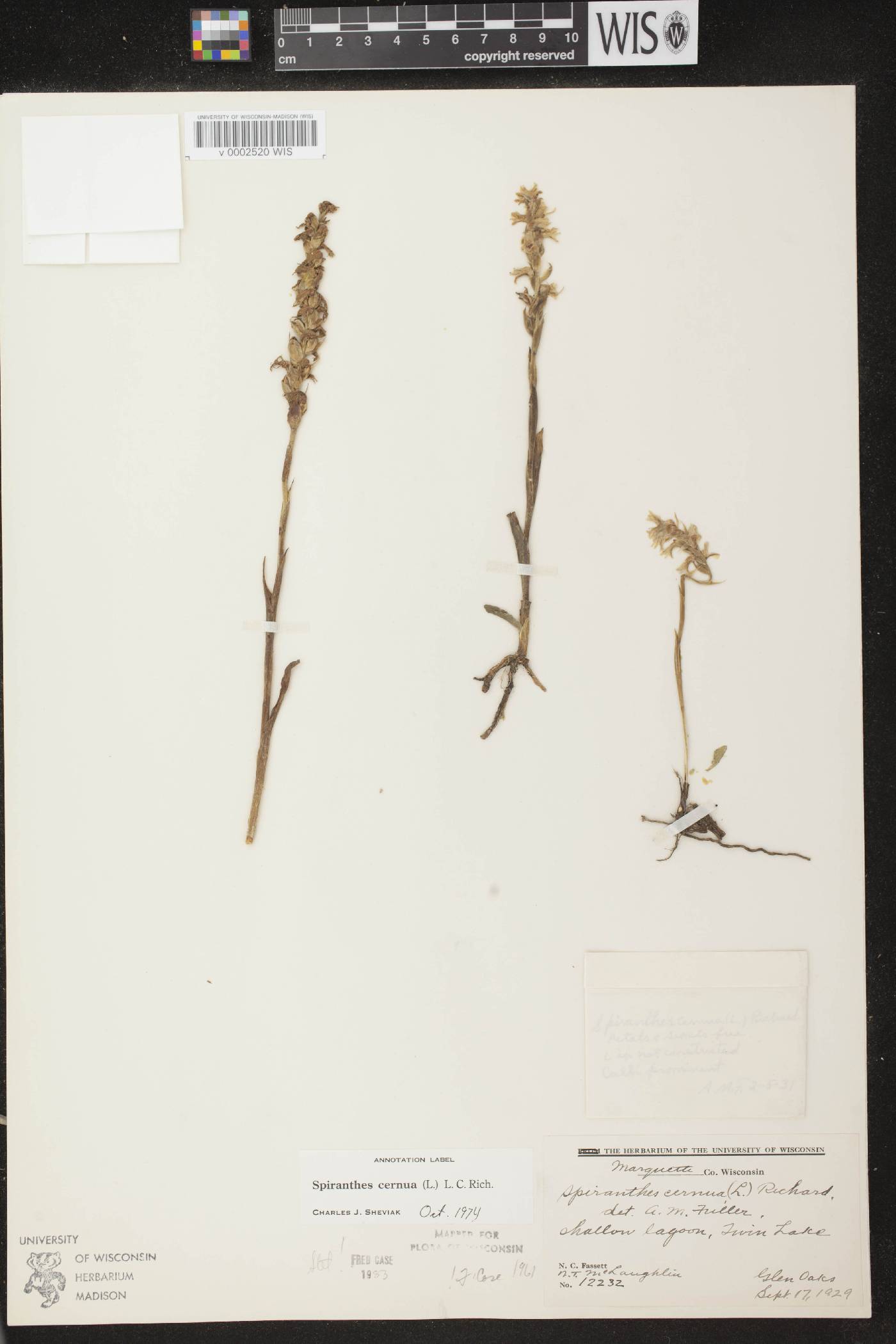 Spiranthes cernua image