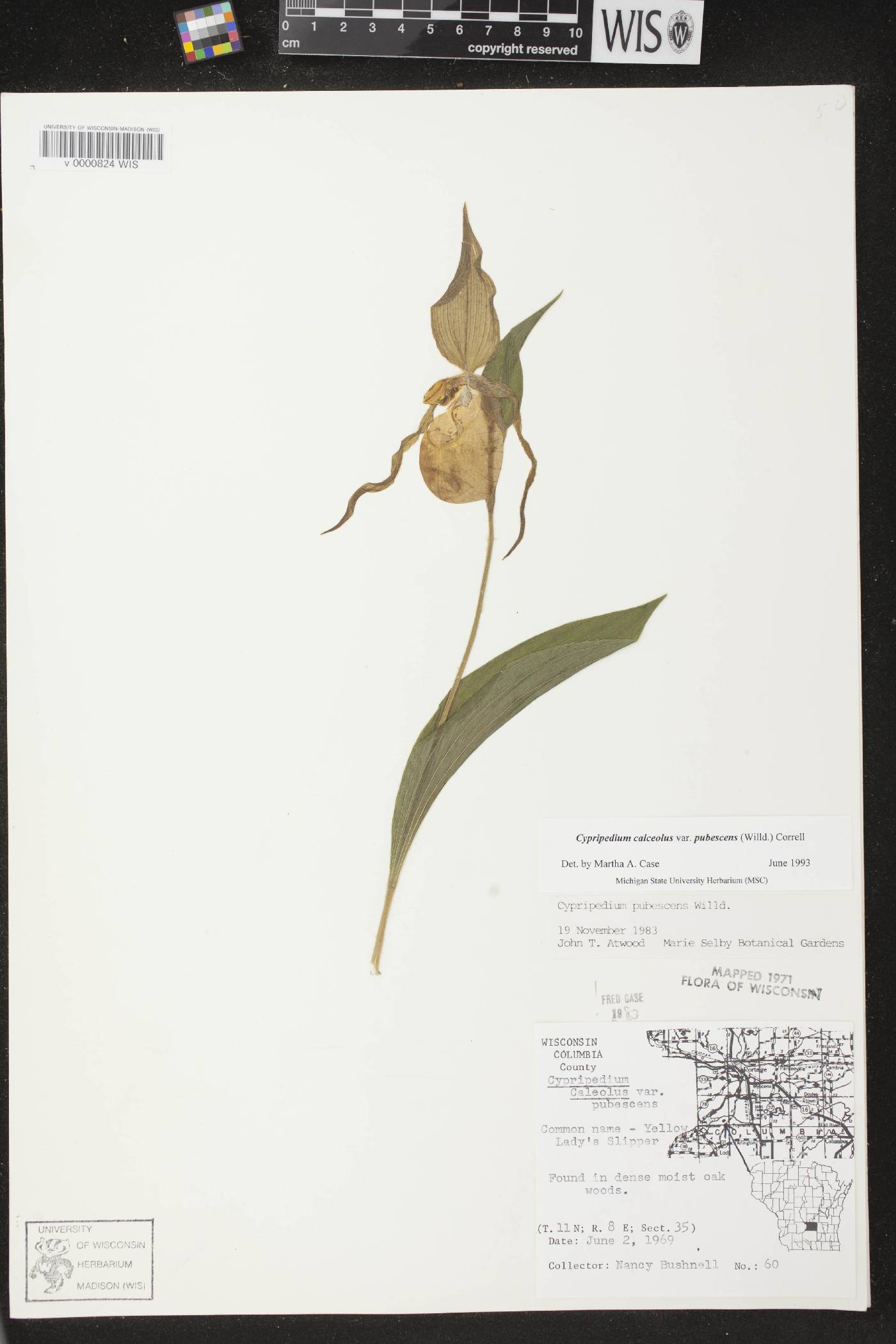 Cypripedium parviflorum image