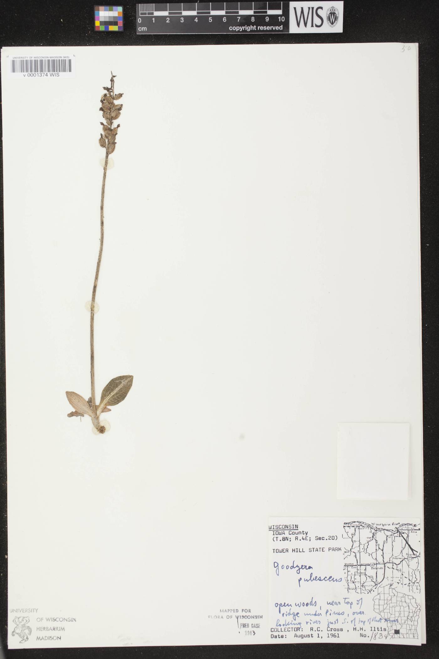Goodyera pubescens image