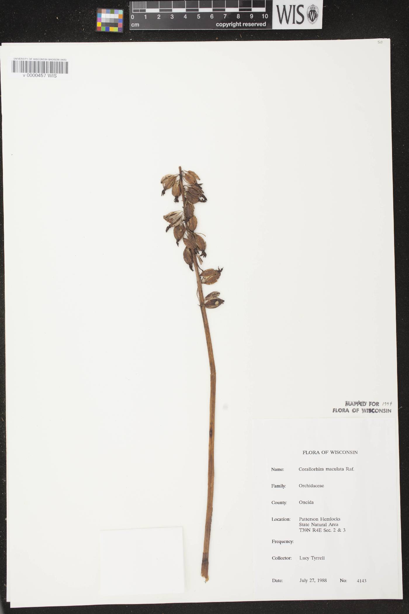 Corallorhiza maculata image