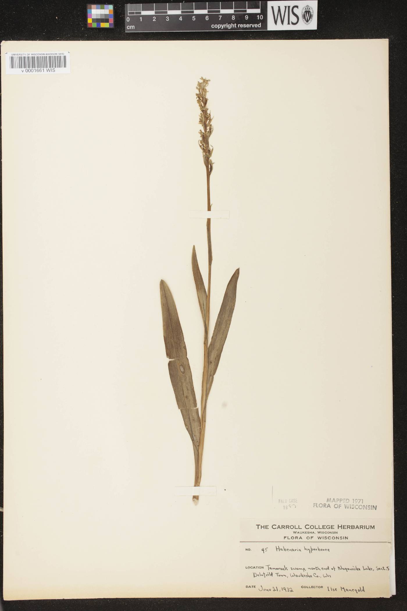 Platanthera huronensis image