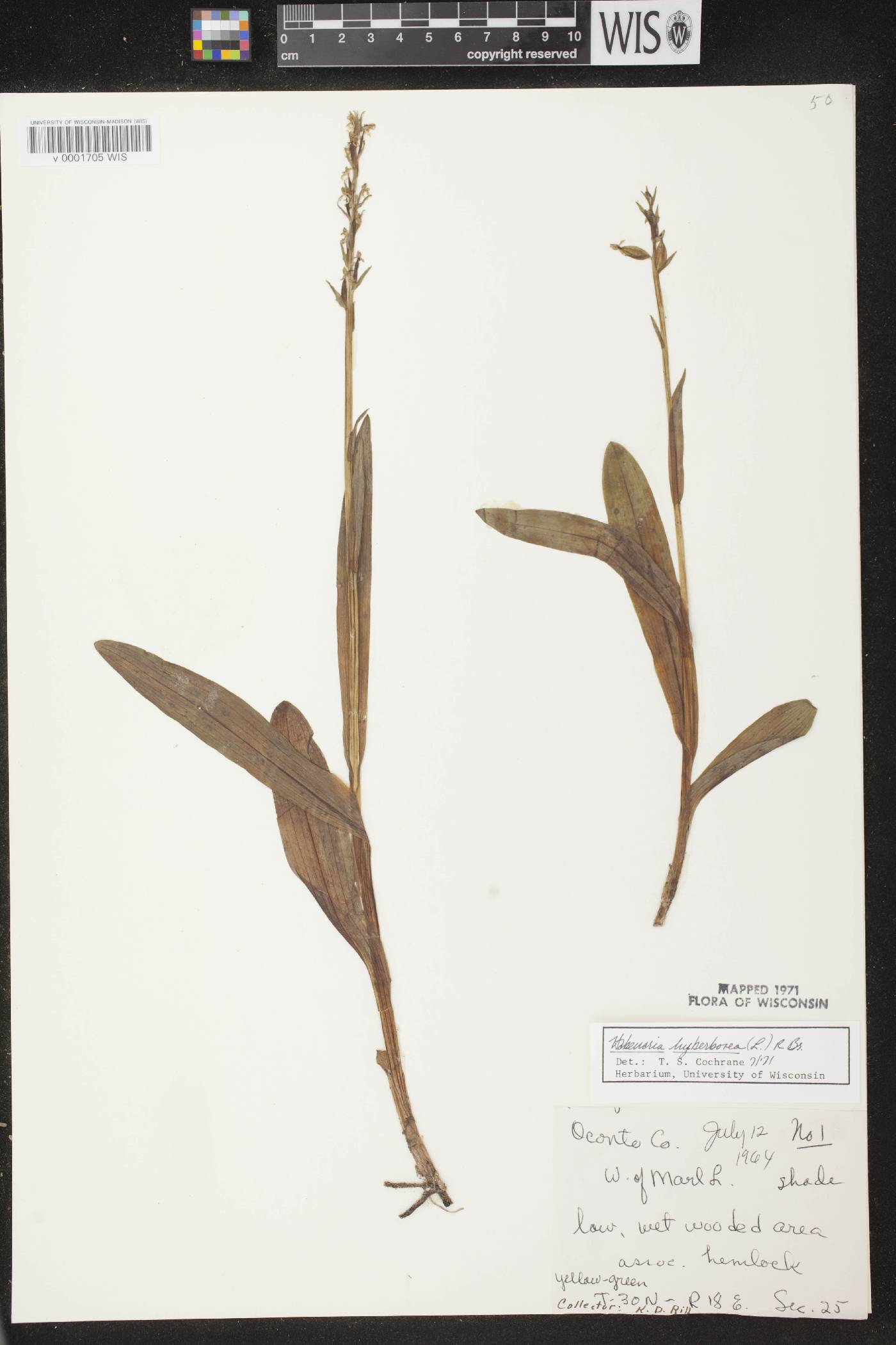 Platanthera huronensis image