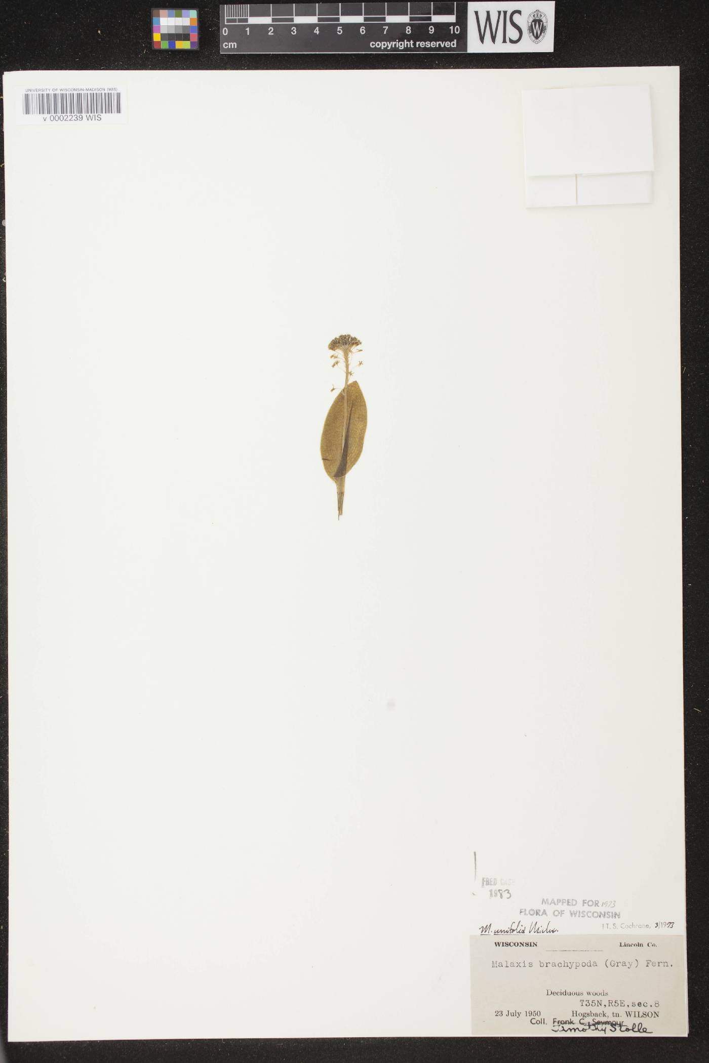 Malaxis unifolia image