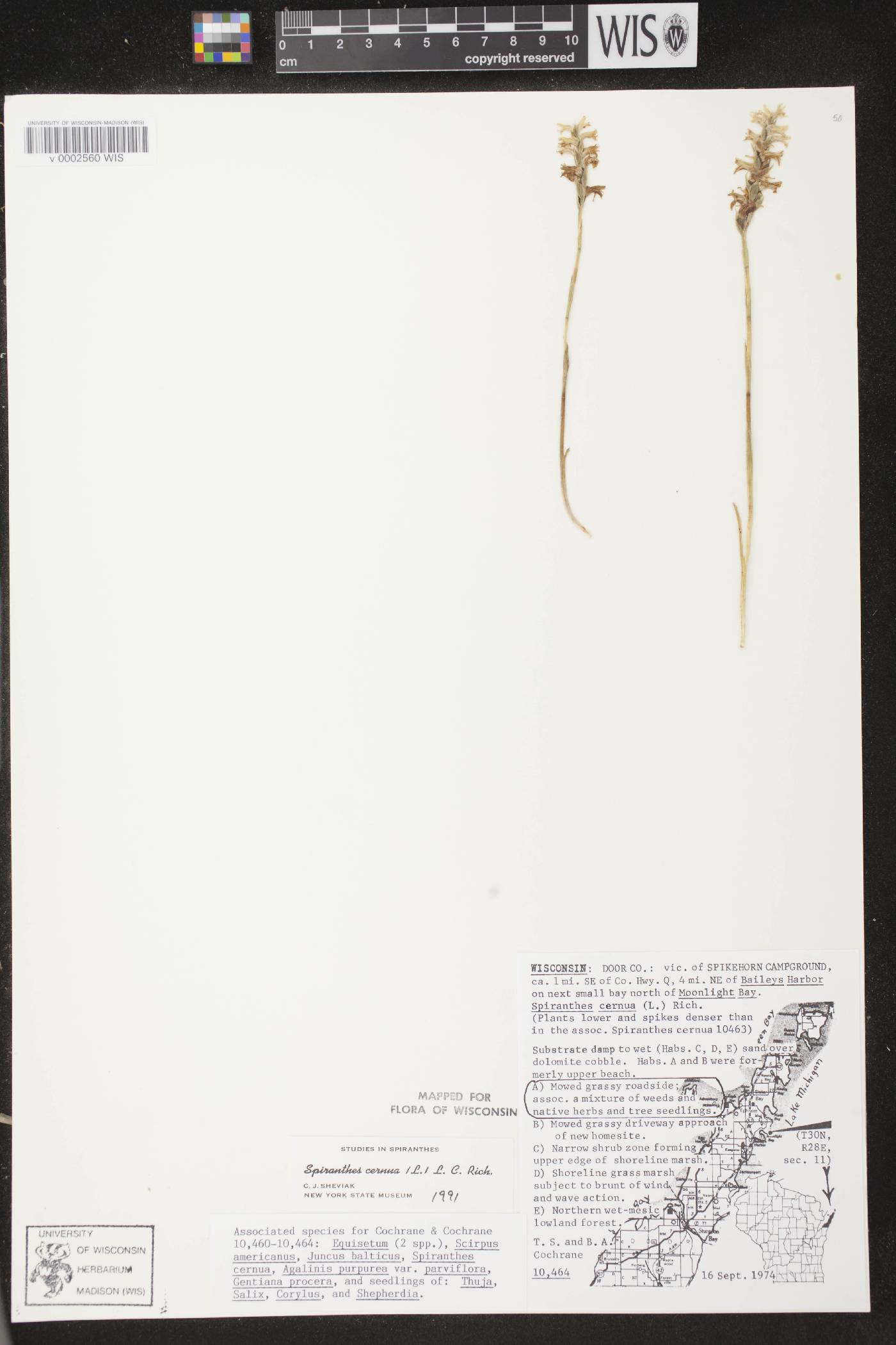 Spiranthes cernua image