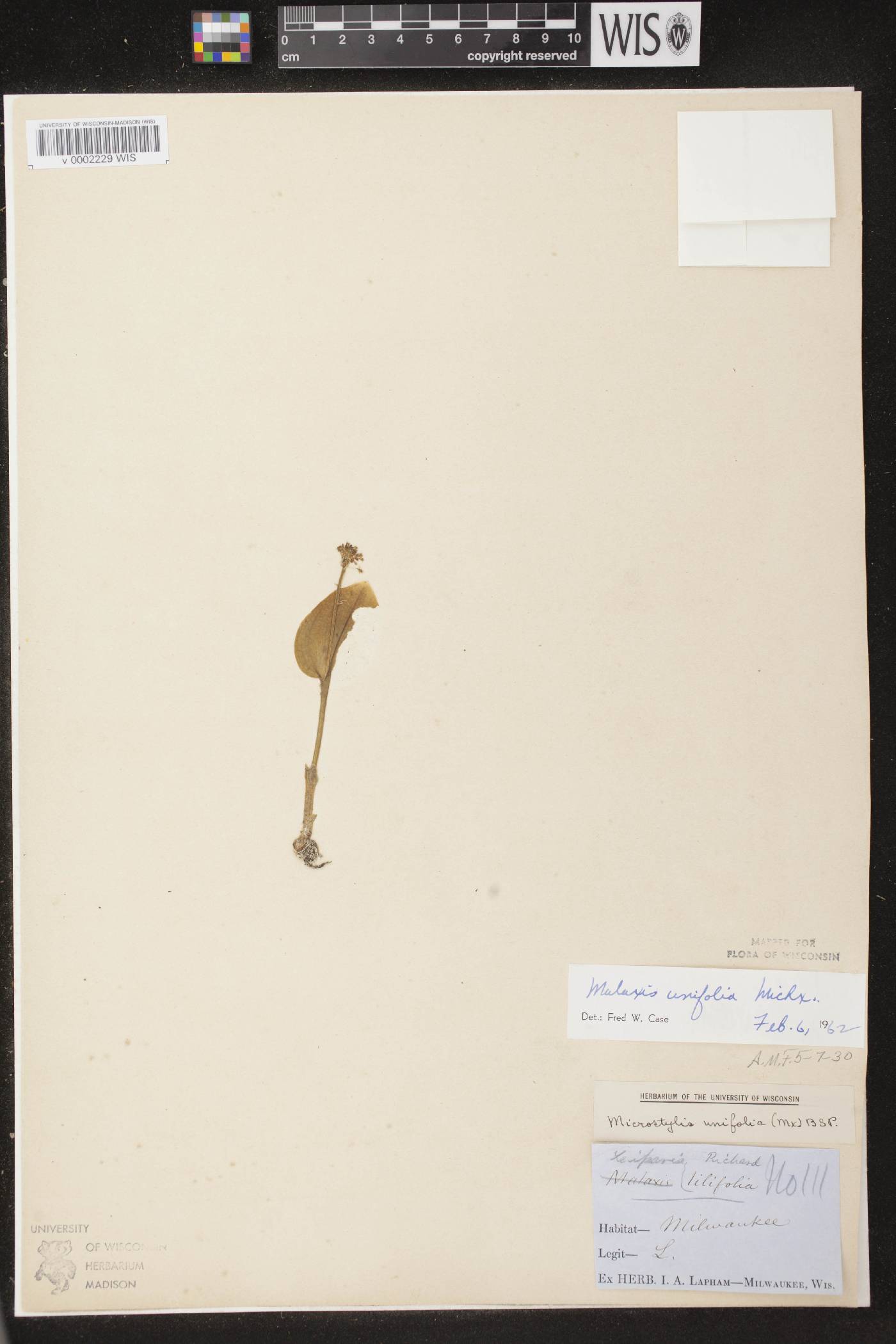Malaxis unifolia image