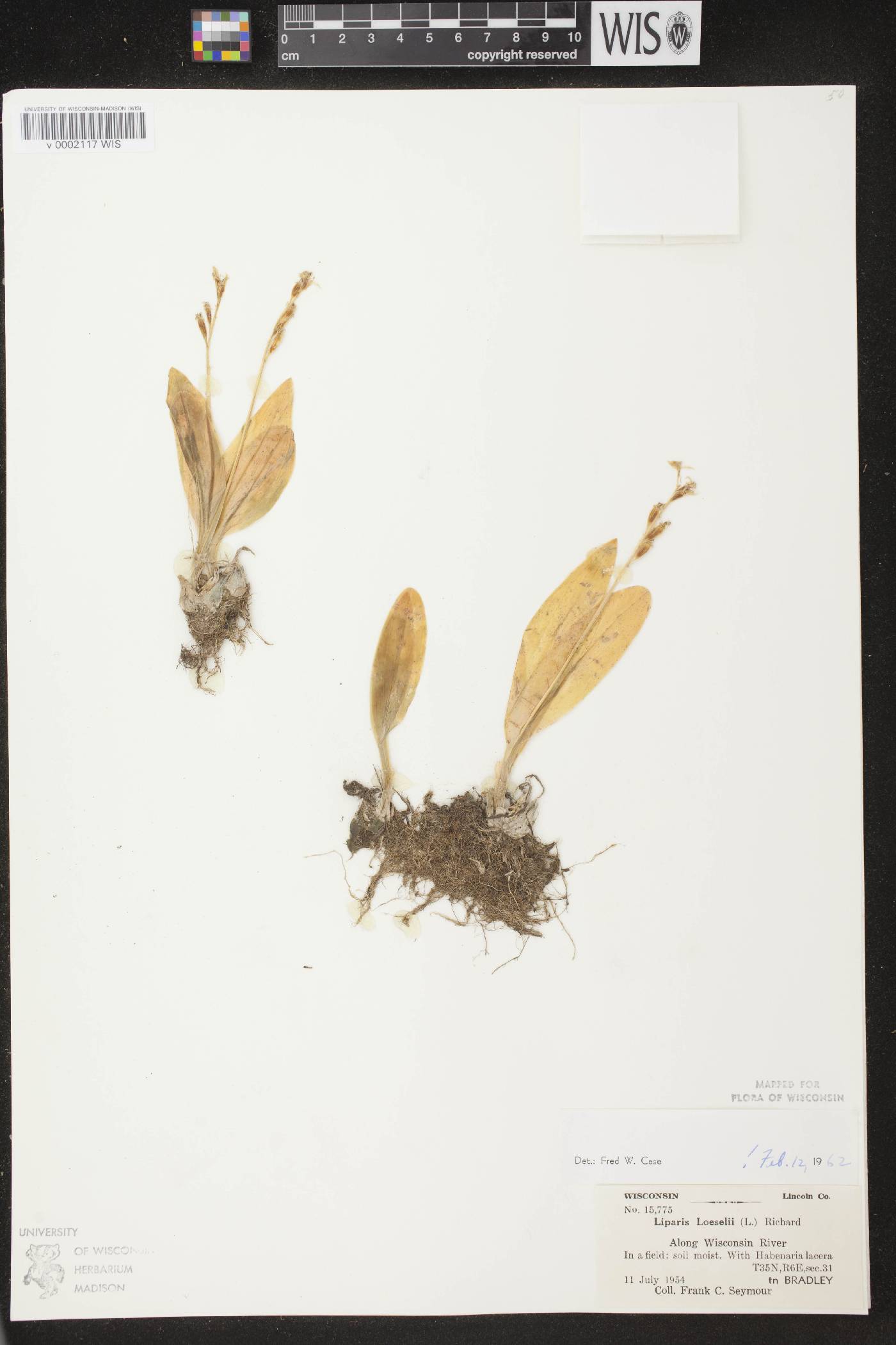 Liparis loeselii image
