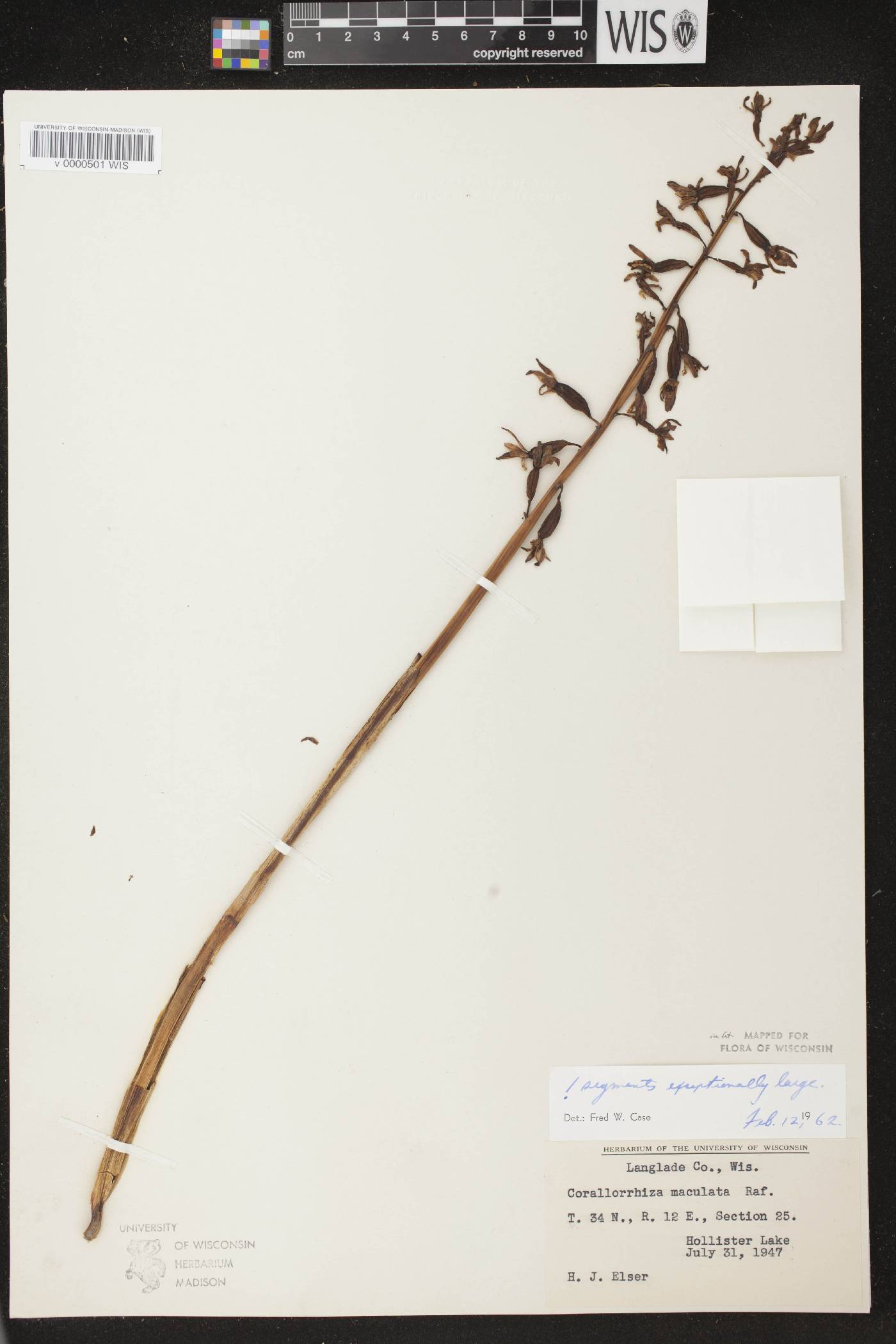 Corallorhiza maculata image