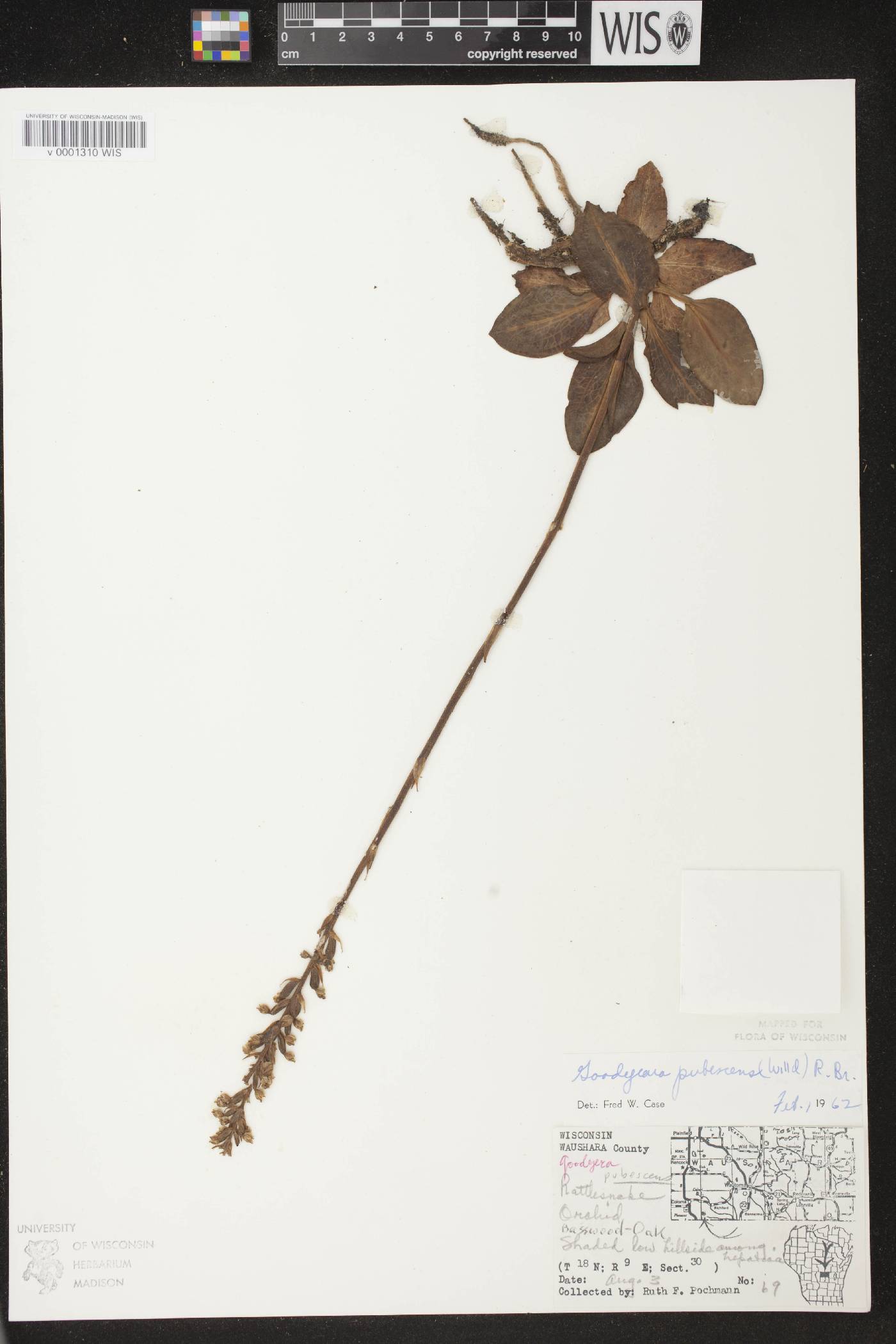Goodyera pubescens image