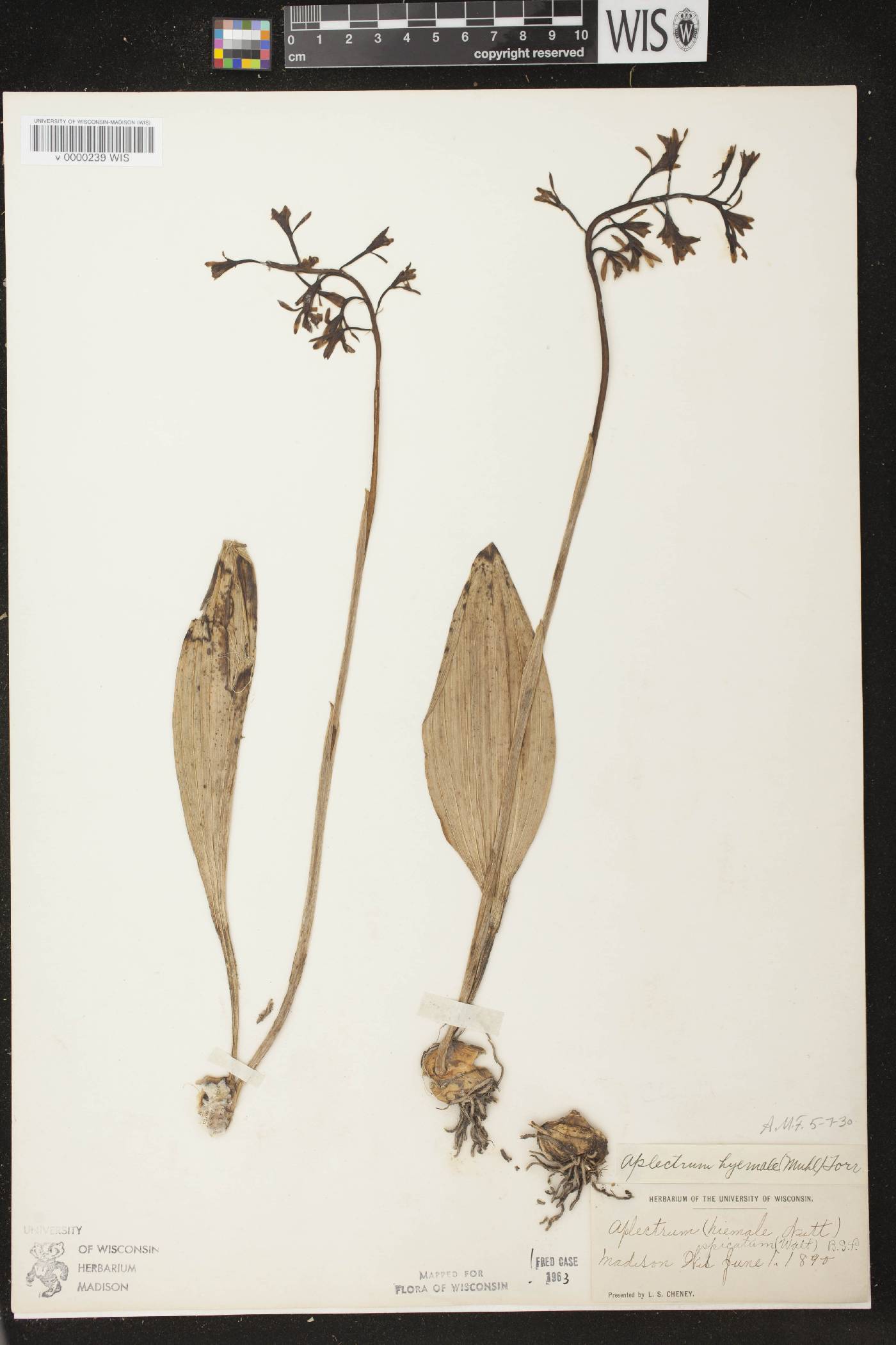 Aplectrum hyemale image