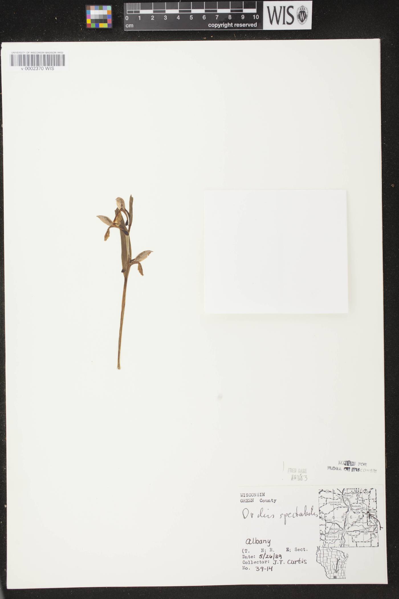 Galearis spectabilis image