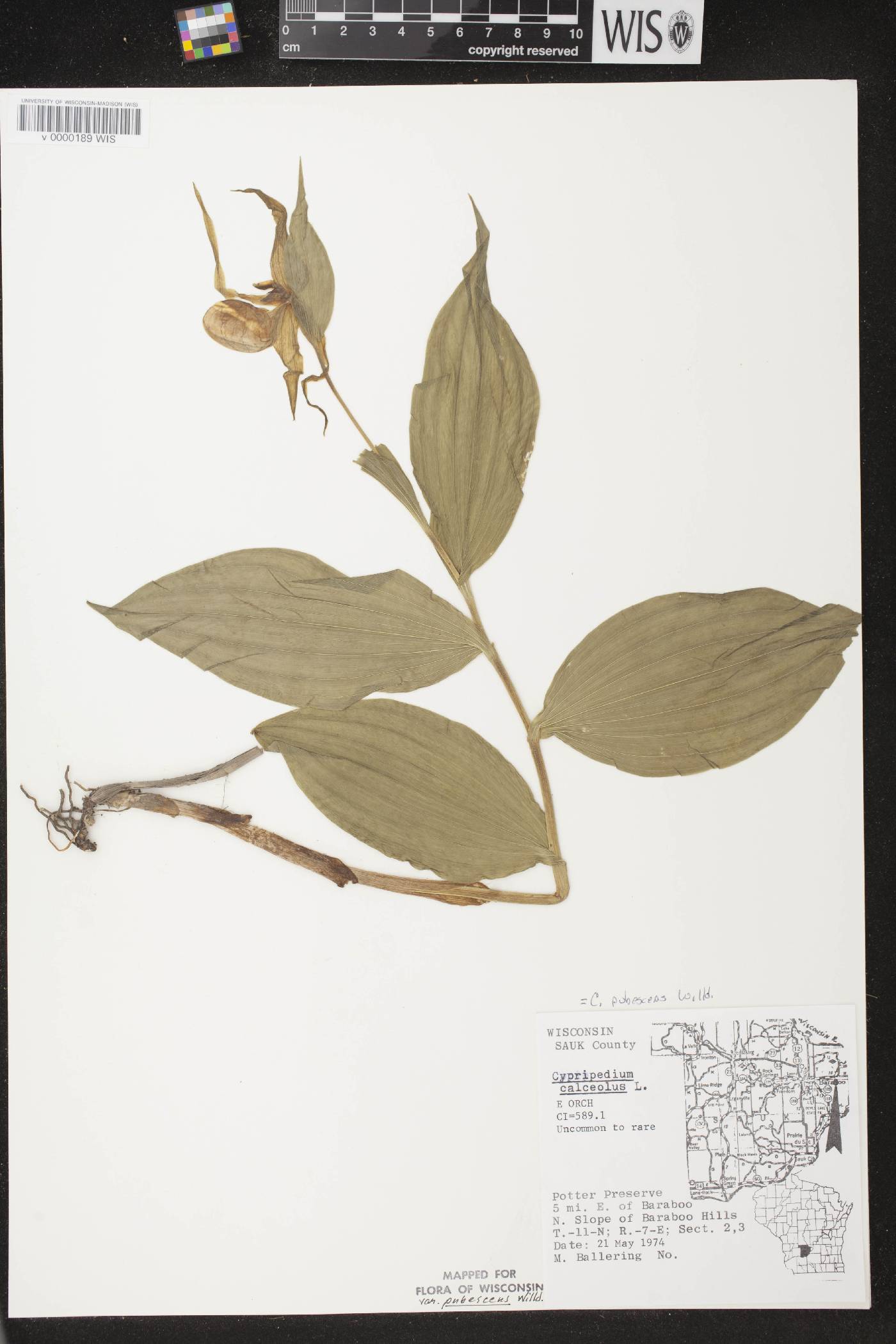 Cypripedium parviflorum image