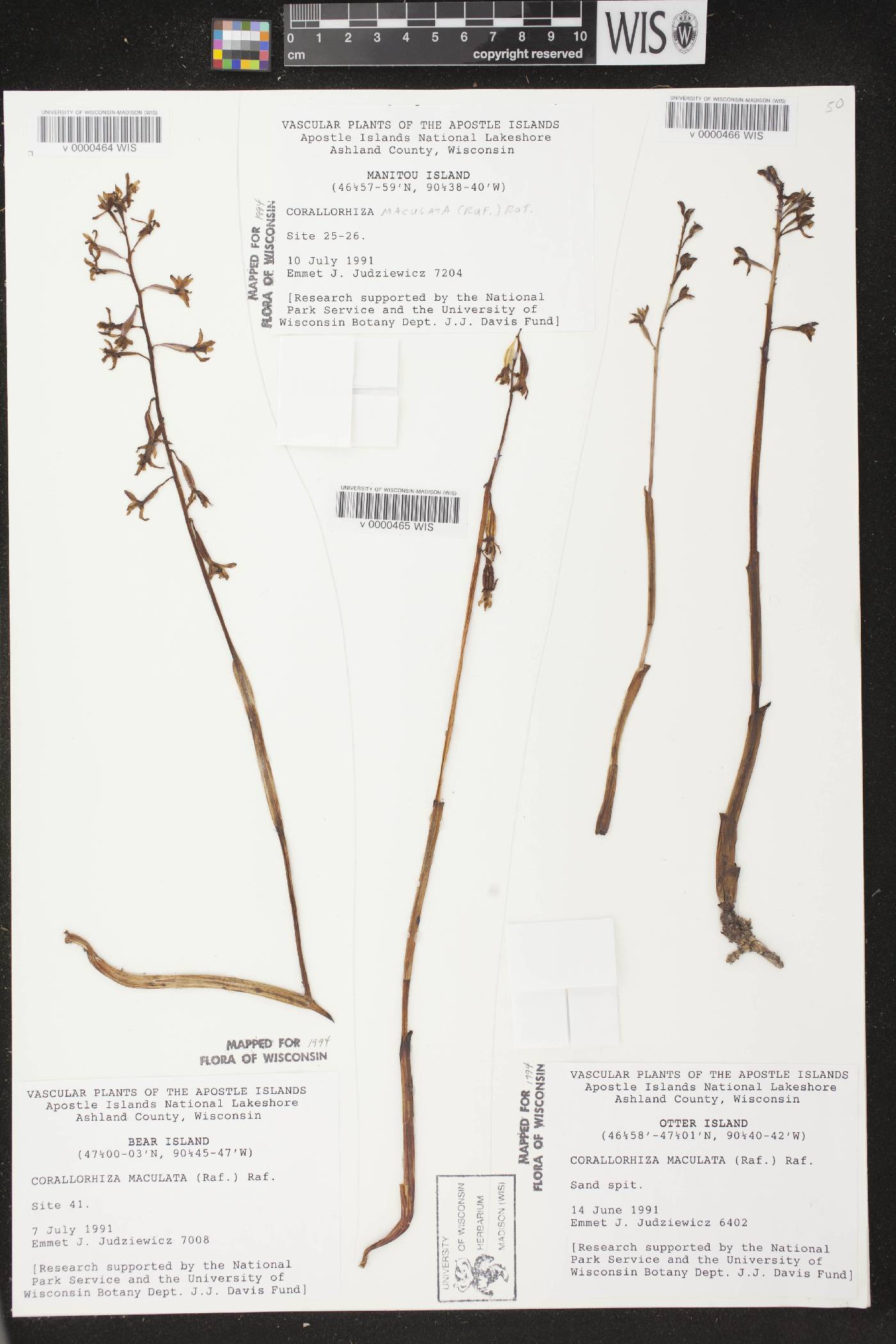 Corallorhiza maculata image