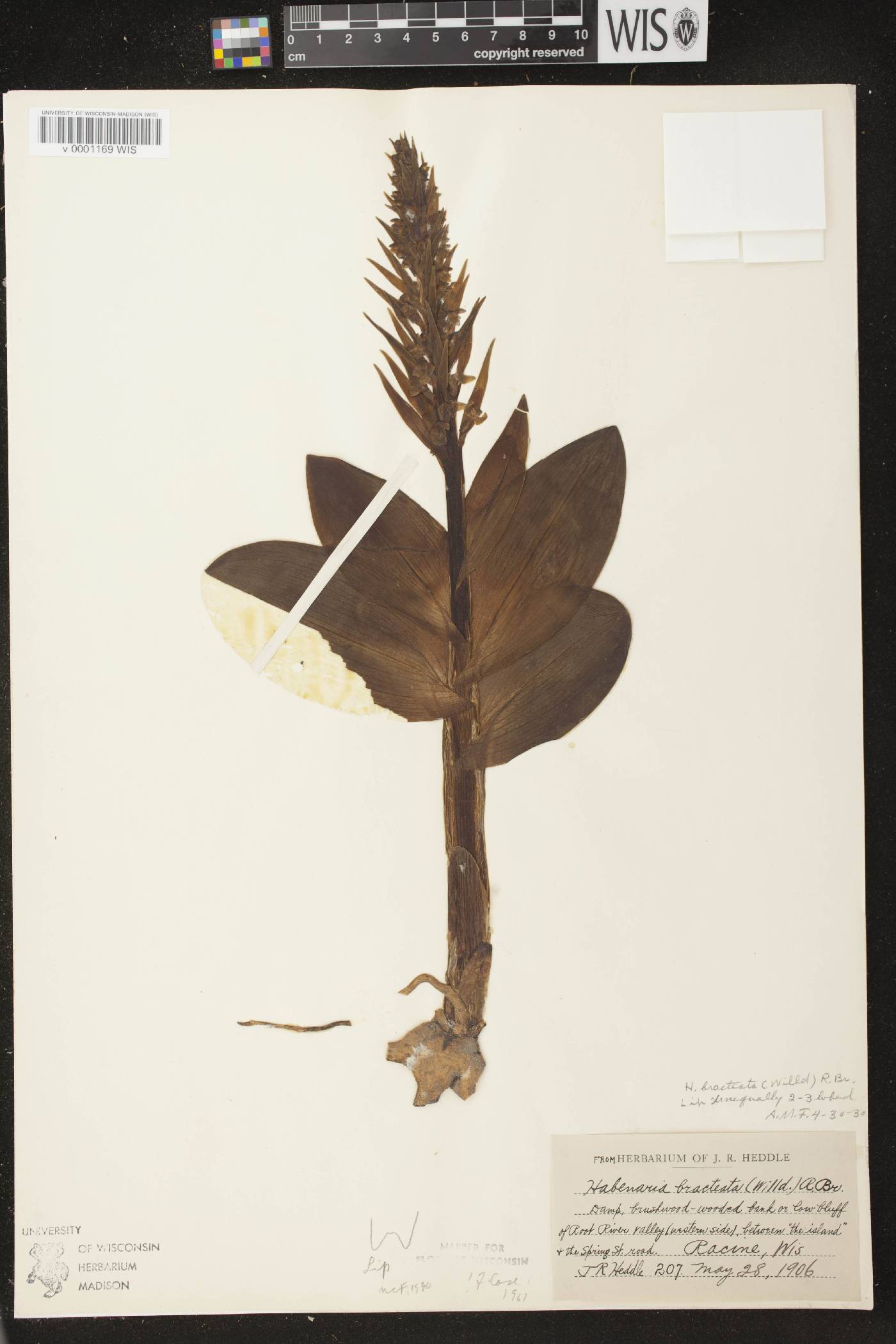 Coeloglossum viride var. virescens image