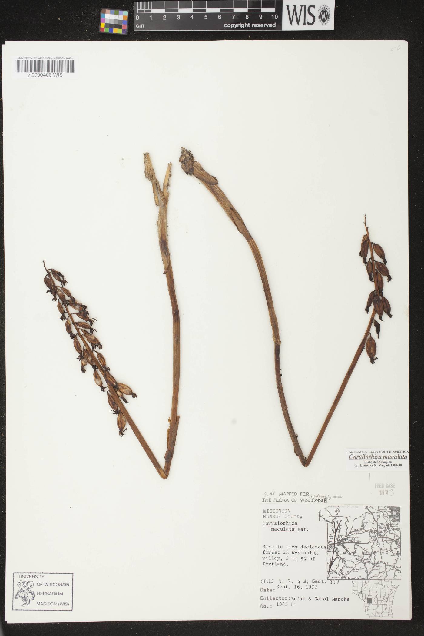 Corallorhiza maculata image