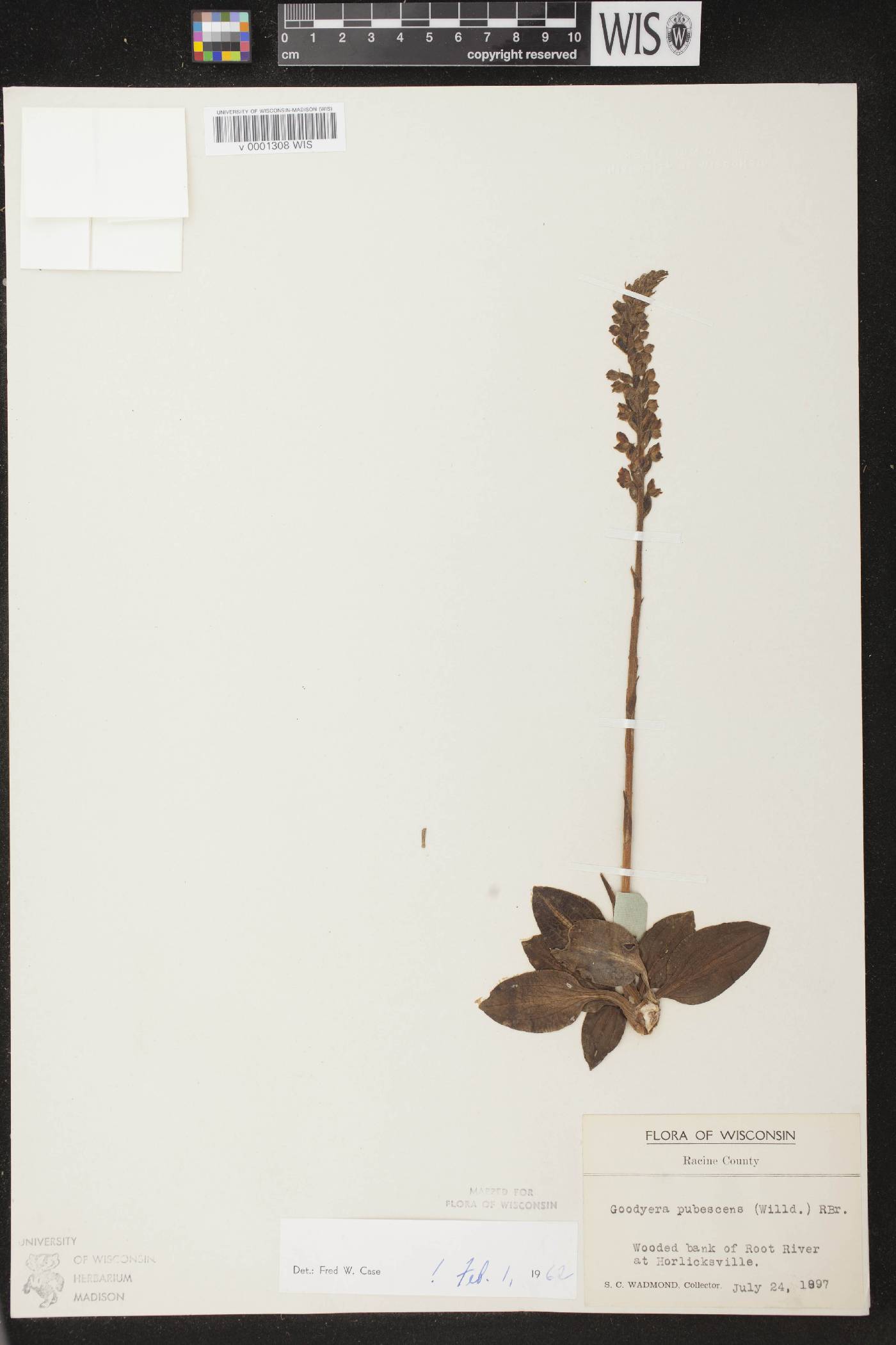 Goodyera pubescens image