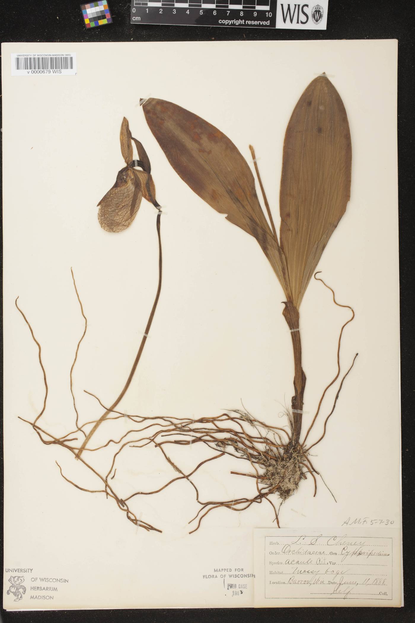 Cypripedium acaule image