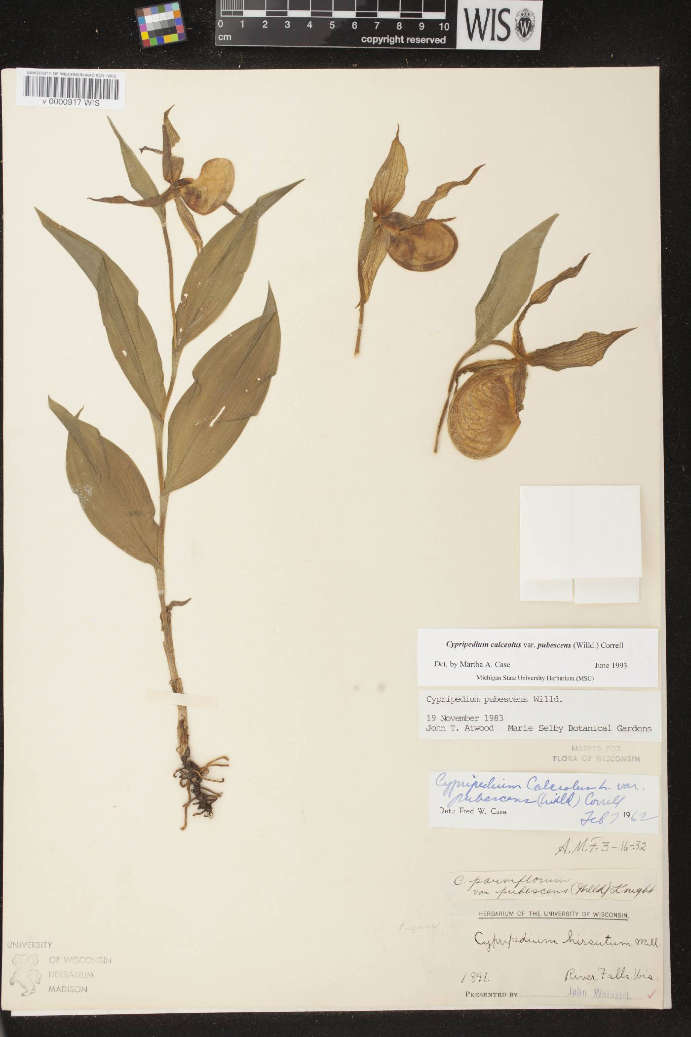 Cypripedium parviflorum image