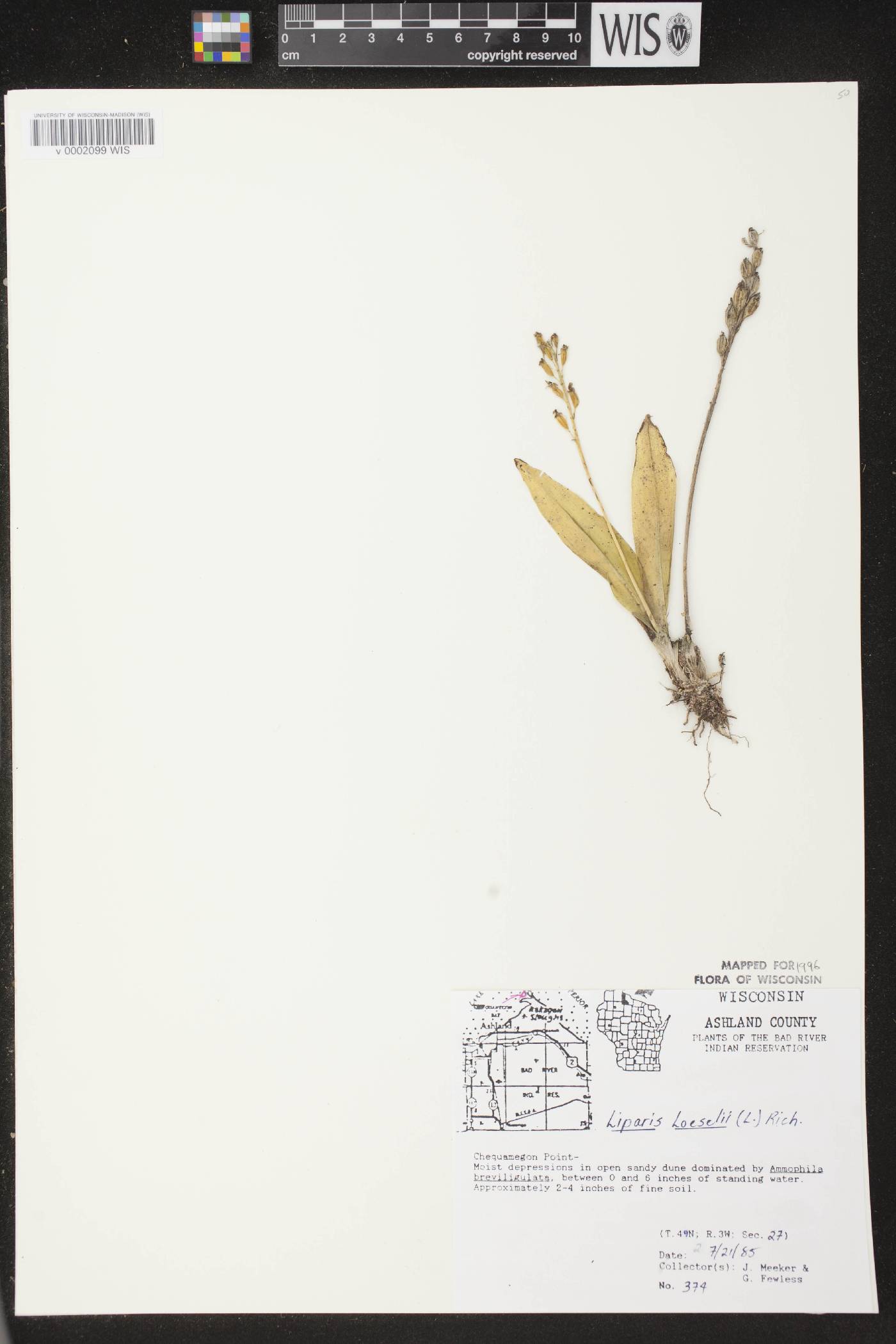 Liparis loeselii image