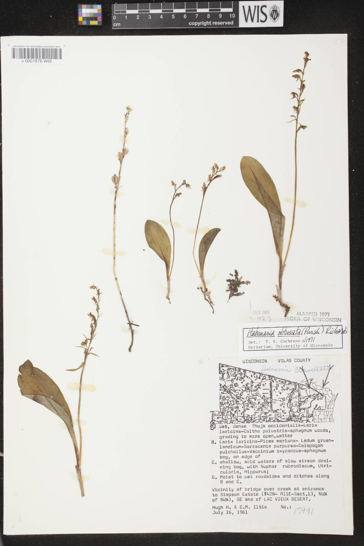 Platanthera obtusata image
