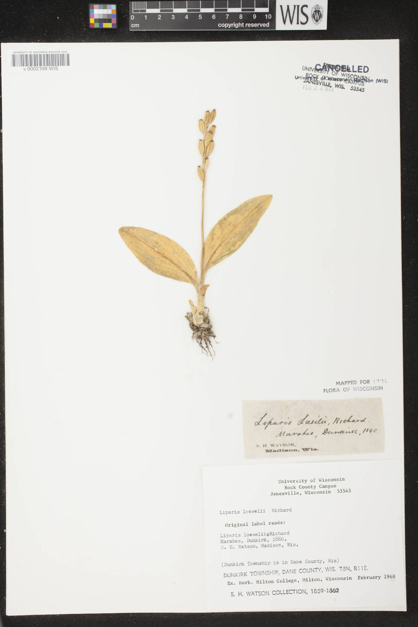 Liparis loeselii image