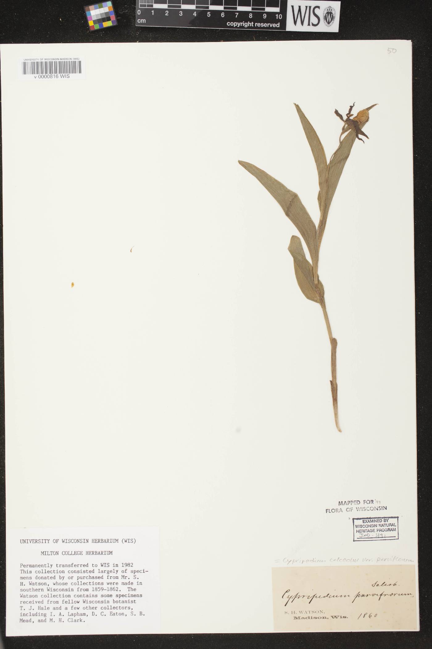 Cypripedium parviflorum image