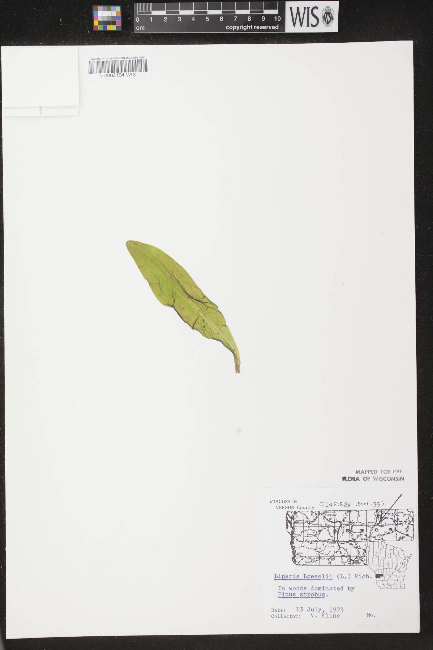 Liparis loeselii image