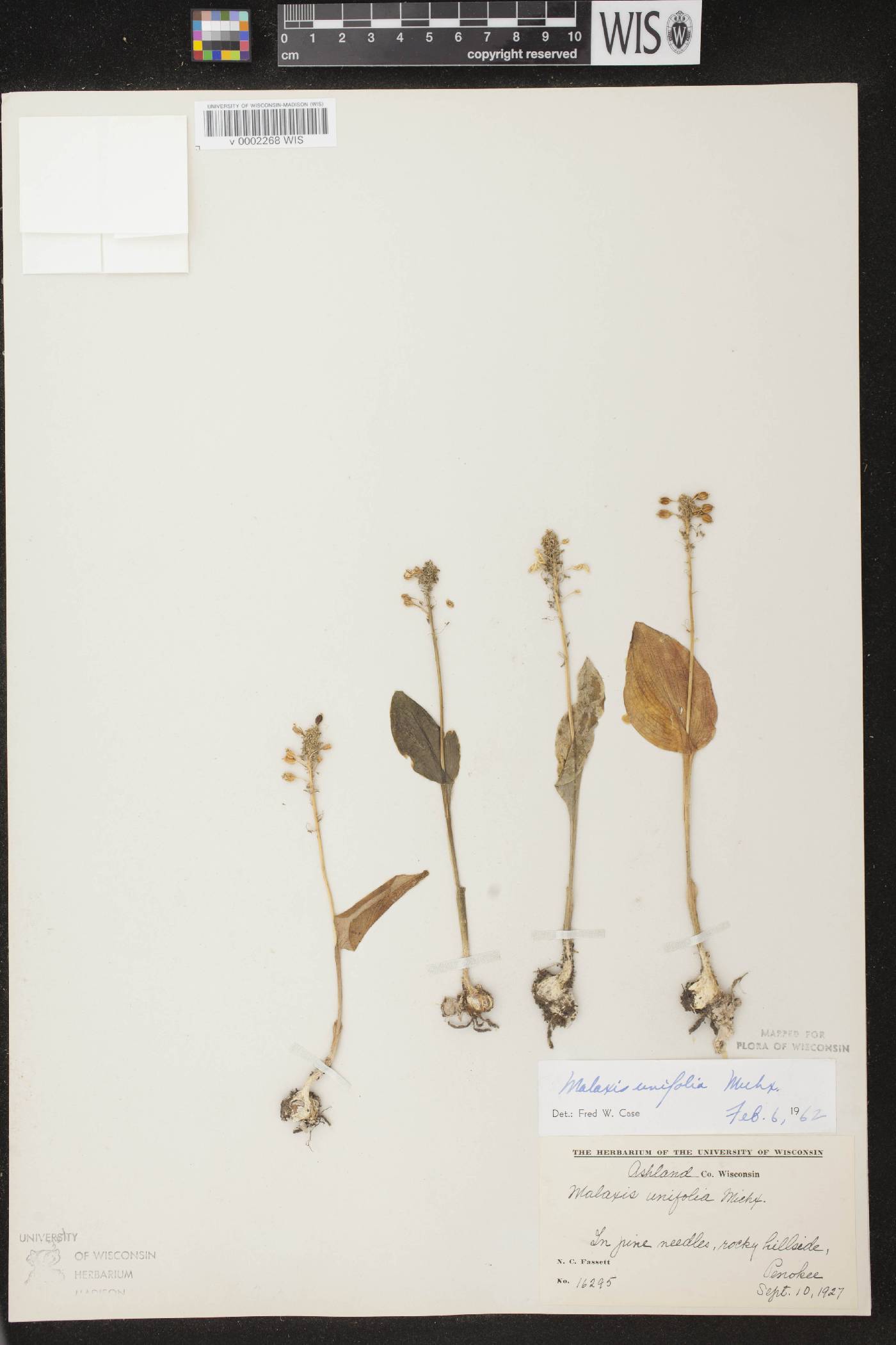 Malaxis unifolia image