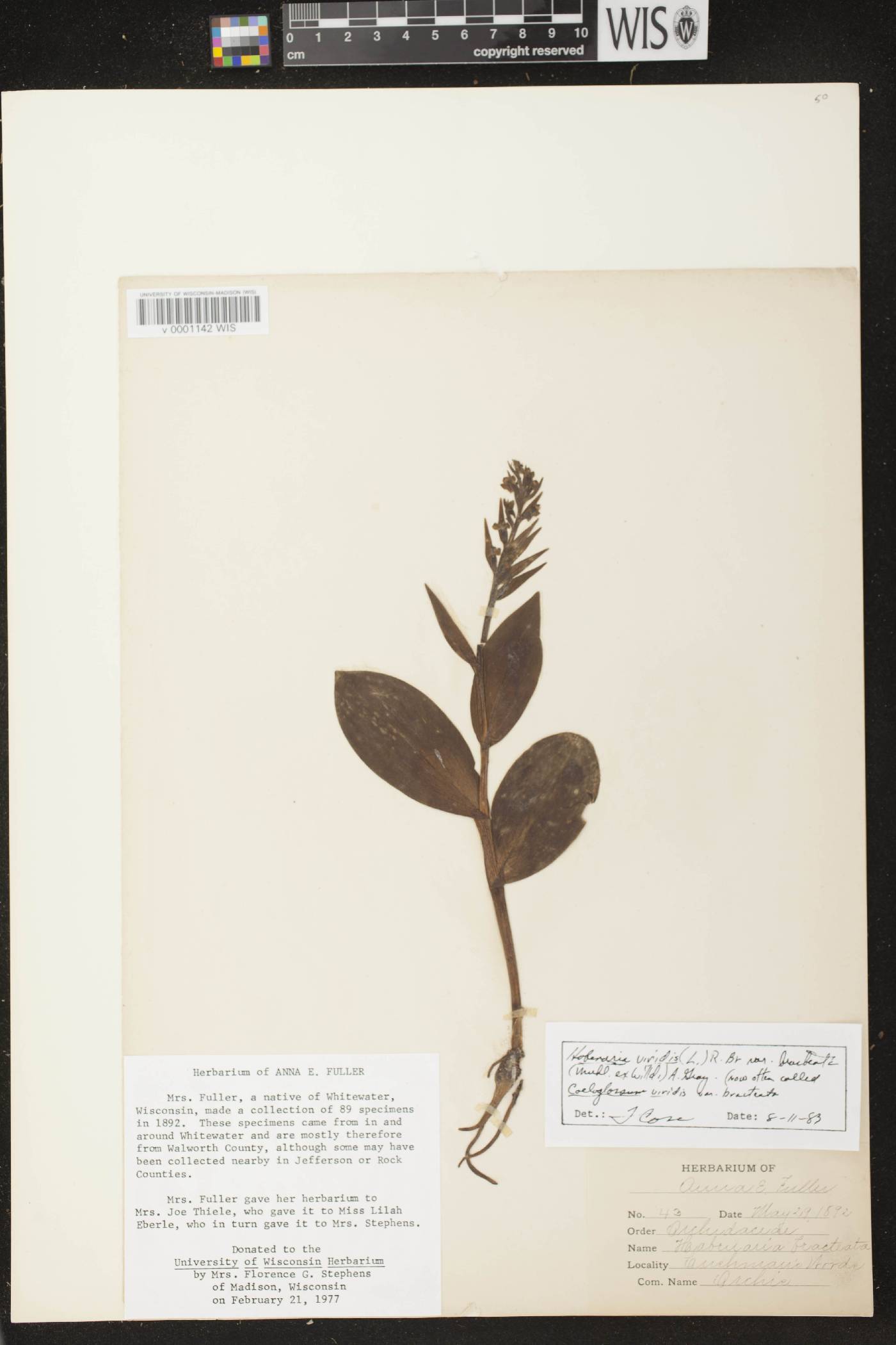 Coeloglossum viride var. virescens image