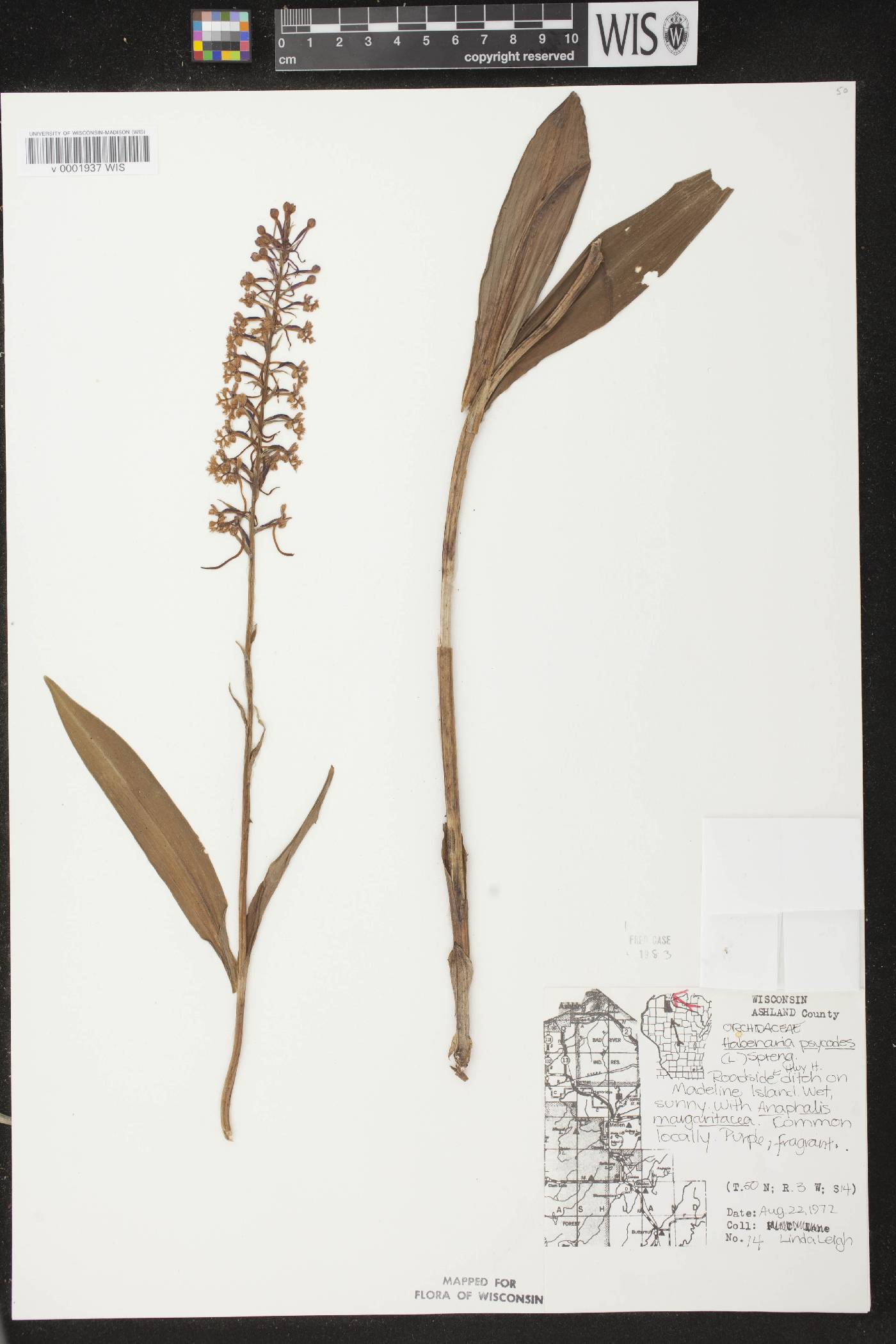 Platanthera psycodes image