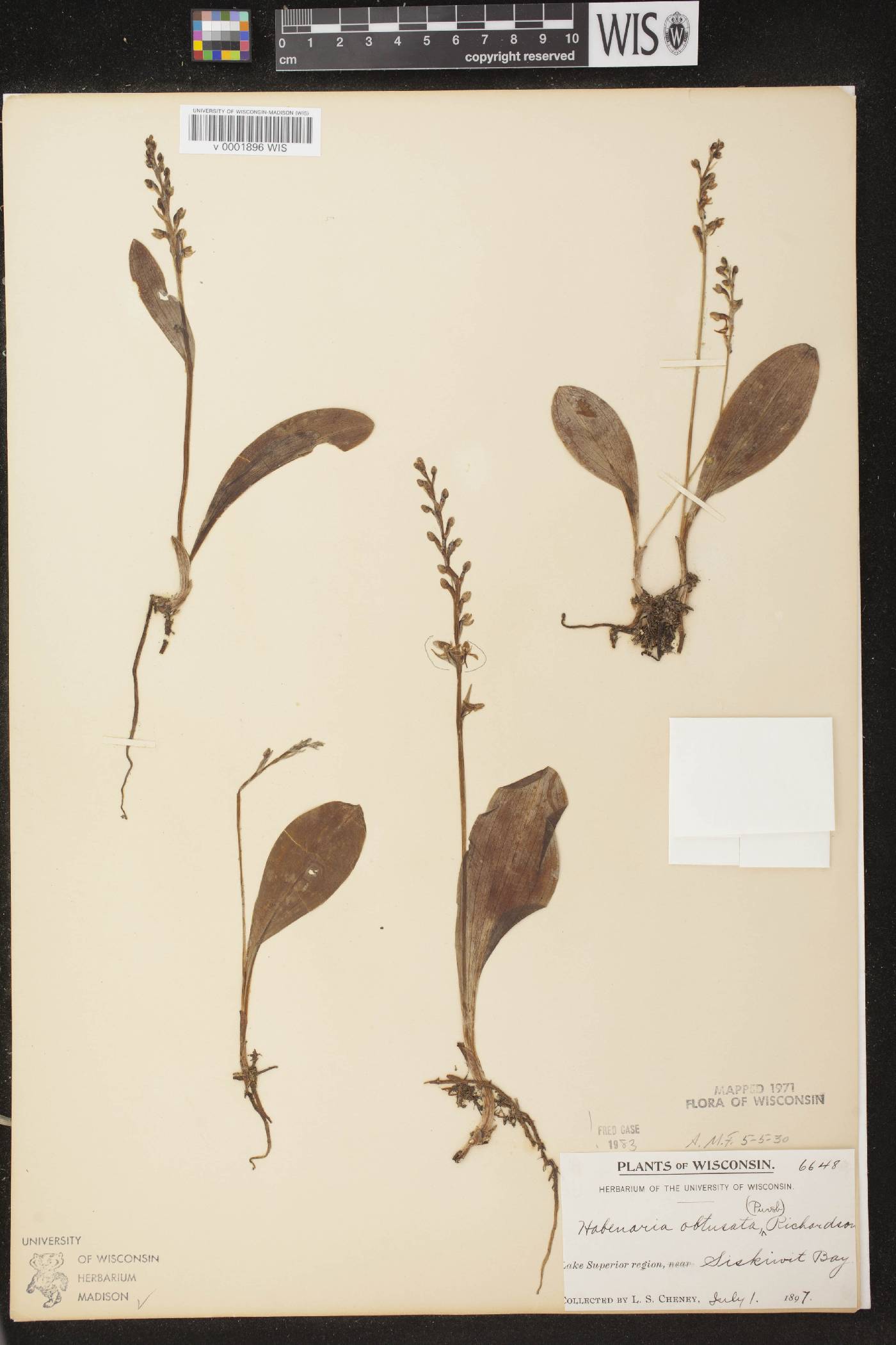 Platanthera obtusata image