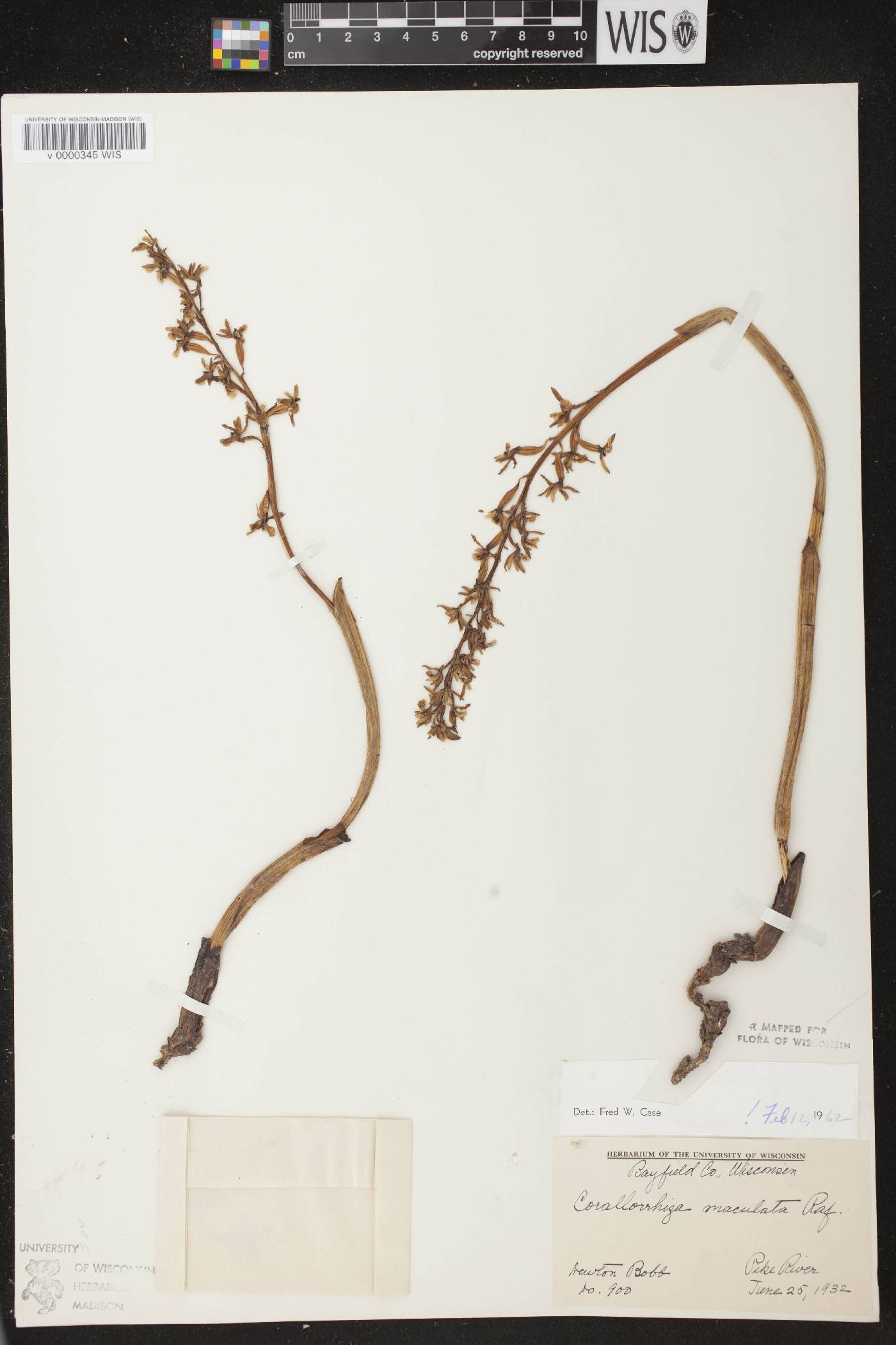 Corallorhiza maculata image